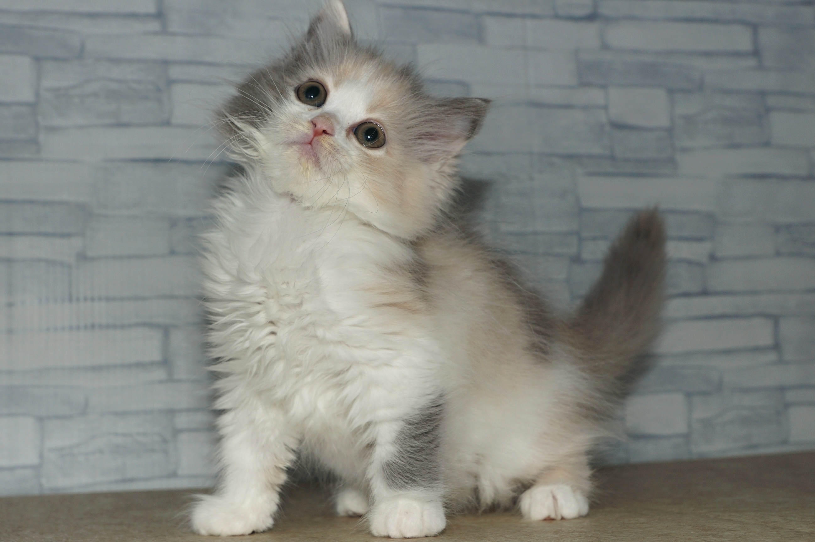 神奈川県のラガマフィン (きくちペット湘南平塚店/2025年10月6日生まれ/女の子/ダイリュートキャリコ)の子猫の3枚目の画像