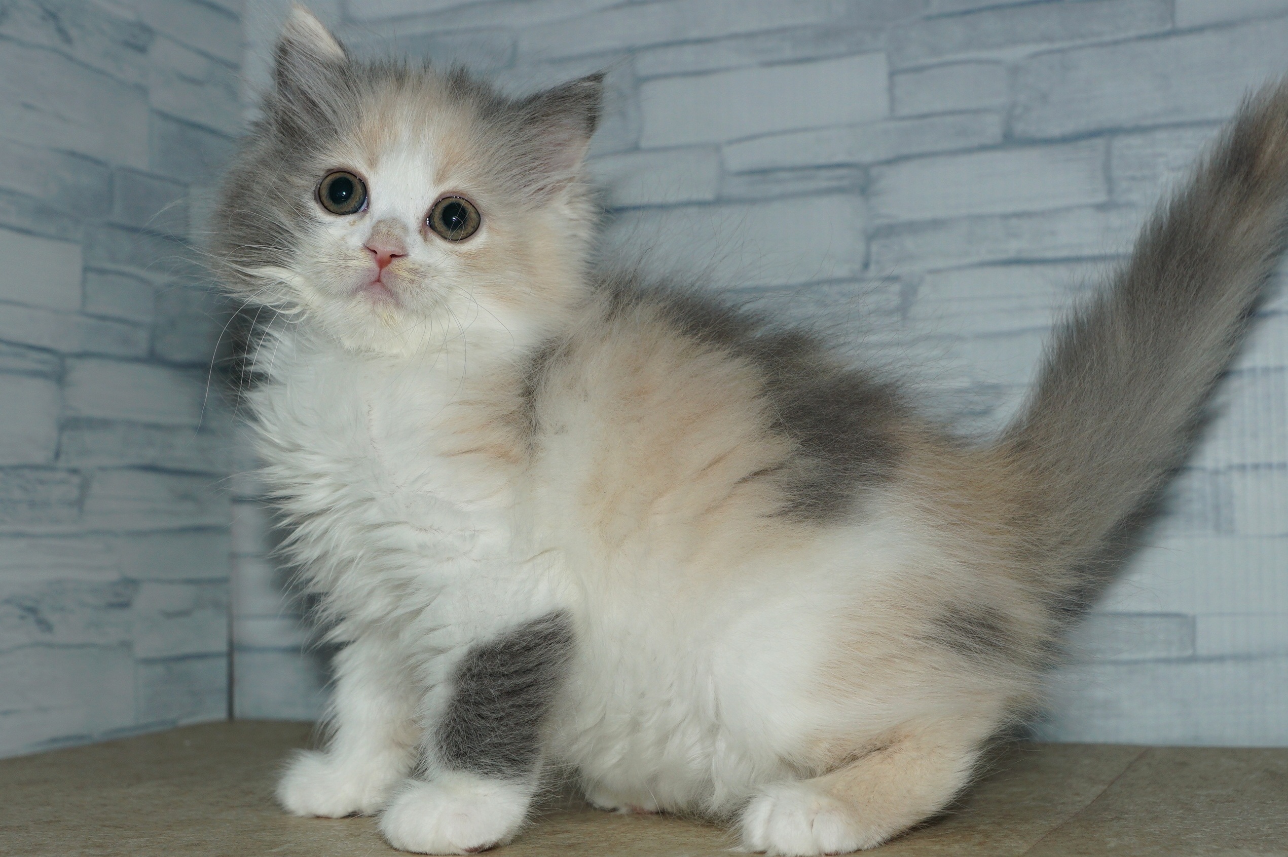 神奈川県のラガマフィン (きくちペット湘南平塚店/2025年10月6日生まれ/女の子/ダイリュートキャリコ)の子猫の2枚目の画像