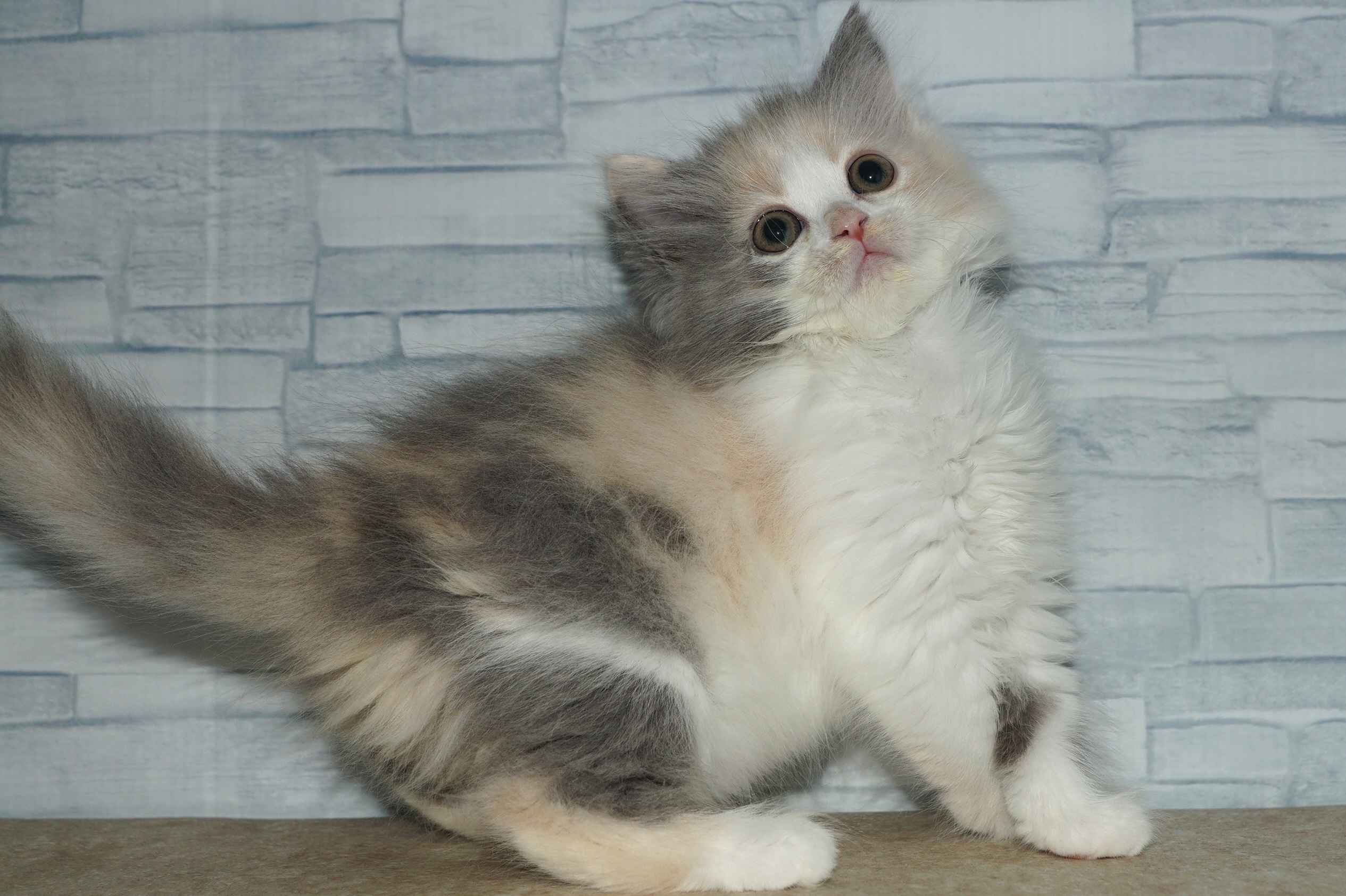 神奈川県のラガマフィン (きくちペット湘南平塚店/2025年10月6日生まれ/女の子/ダイリュートキャリコ)の子猫の4枚目の画像