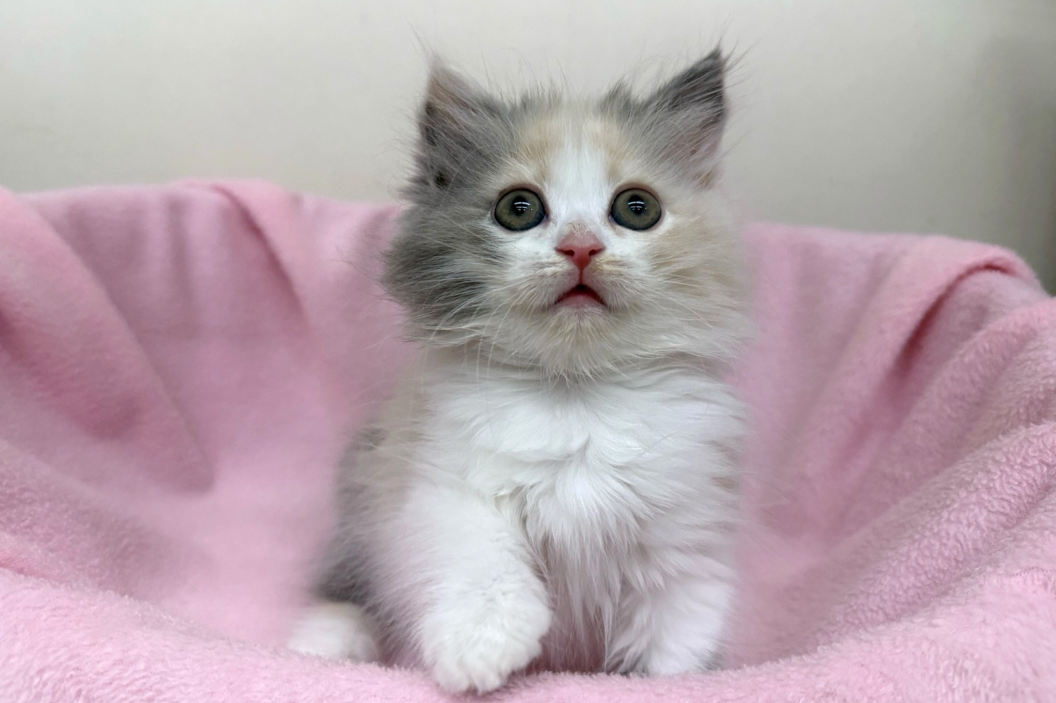 神奈川県のラガマフィン (きくちペット南足柄本店/2025年10月6日生まれ/女の子/ダイリュートキャリコ)の子猫の1枚目の画像