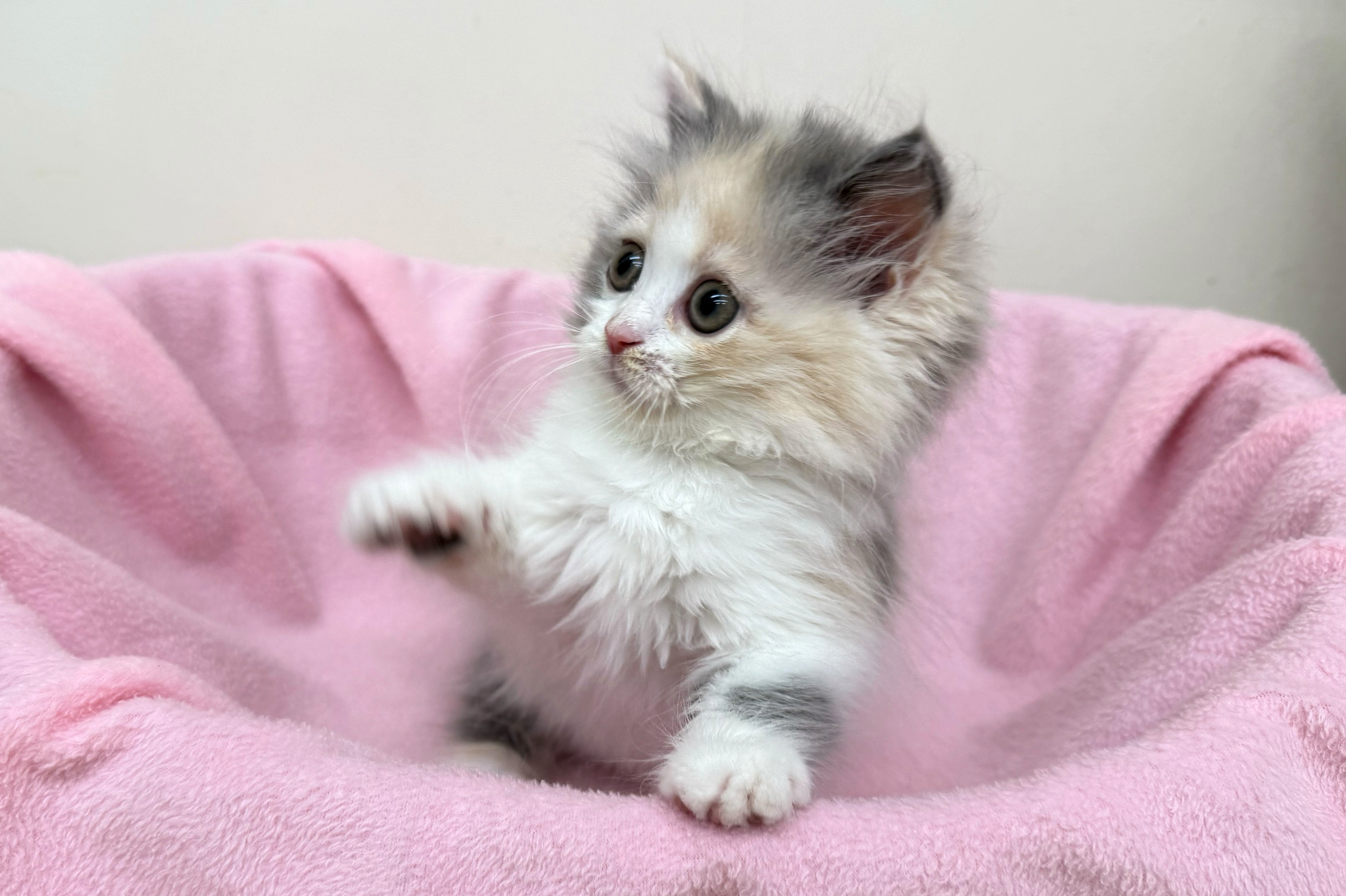 神奈川県のラガマフィン (きくちペット南足柄本店/2025年10月6日生まれ/女の子/ダイリュートキャリコ)の子猫の2枚目の画像