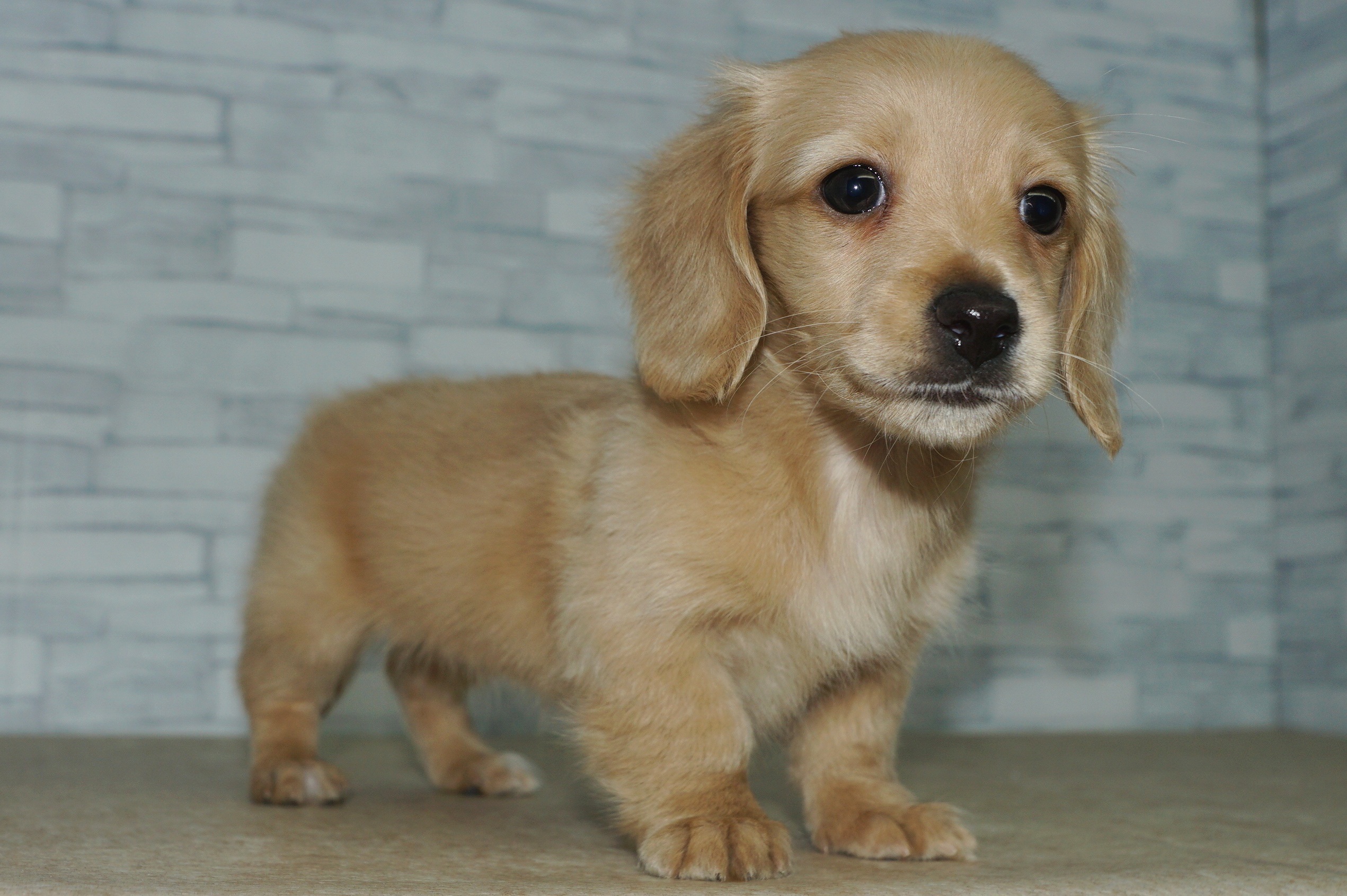 神奈川県のミニチュアダックスフンド(ロング) (きくちペット湘南平塚店/2025年10月9日生まれ/女の子/イエロー)の子犬の4枚目の画像