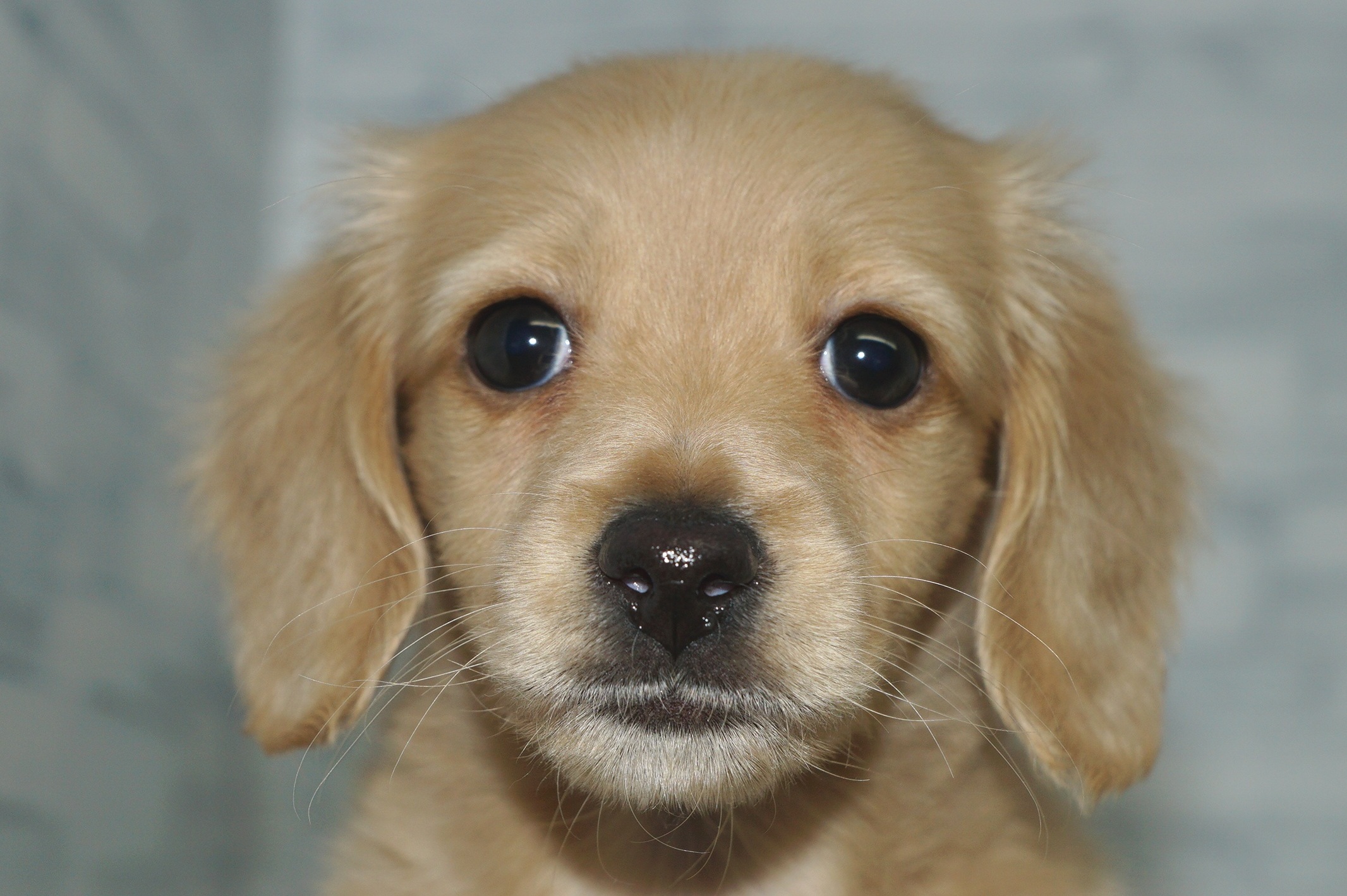 神奈川県のミニチュアダックスフンド(ロング) (きくちペット湘南平塚店/2025年10月9日生まれ/女の子/イエロー)の子犬の1枚目の画像
