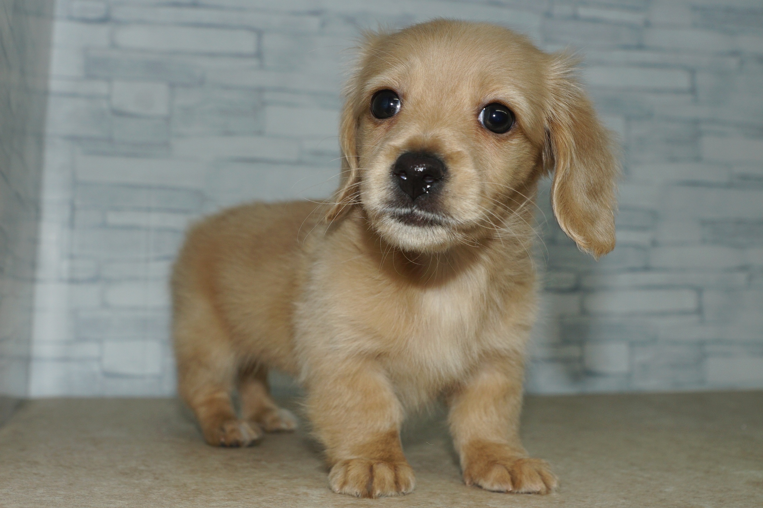 神奈川県のミニチュアダックスフンド(ロング) (きくちペット湘南平塚店/2025年10月9日生まれ/女の子/イエロー)の子犬の3枚目の画像