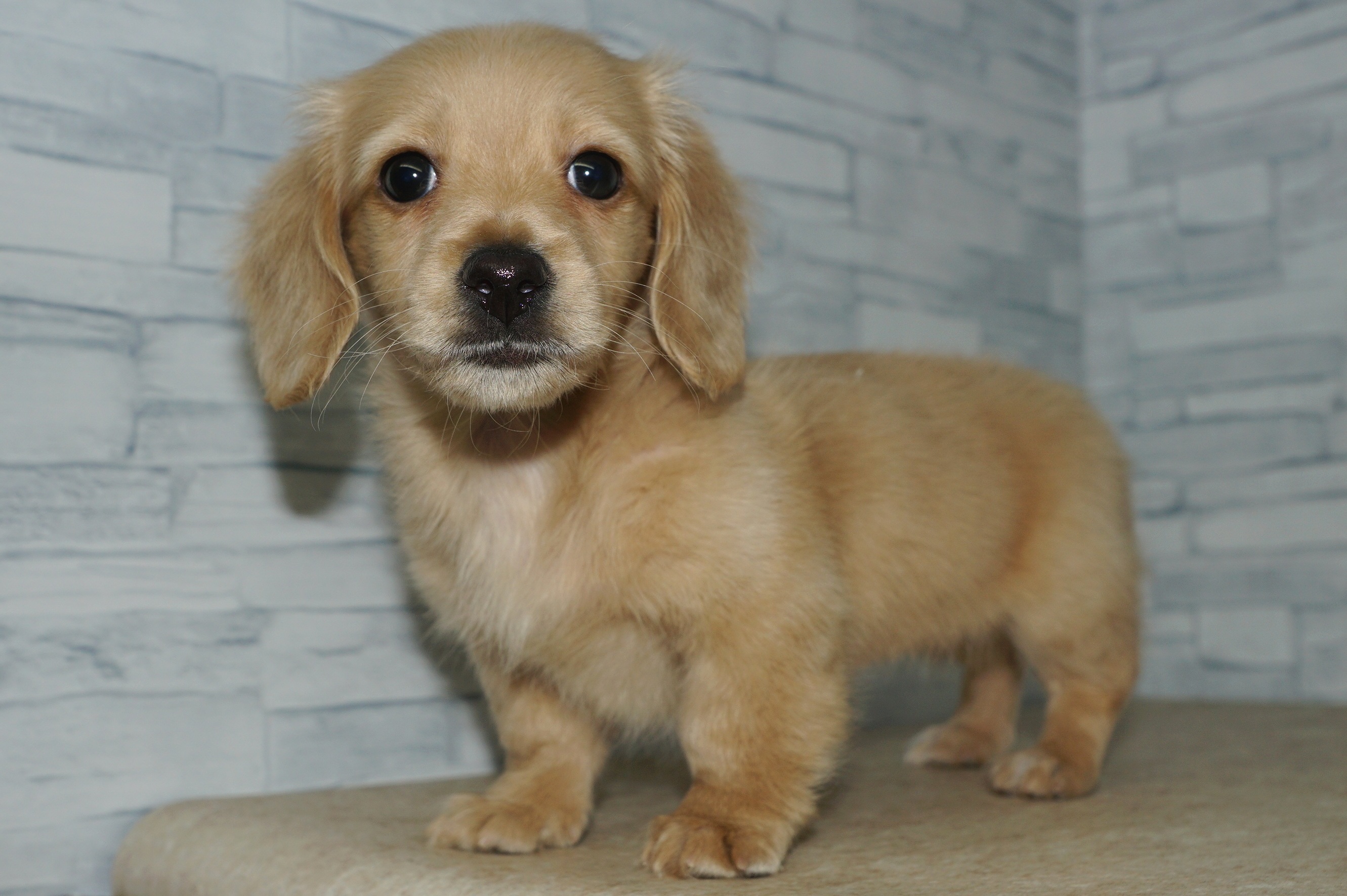 神奈川県のミニチュアダックスフンド(ロング) (きくちペット湘南平塚店/2025年10月9日生まれ/女の子/イエロー)の子犬の2枚目の画像