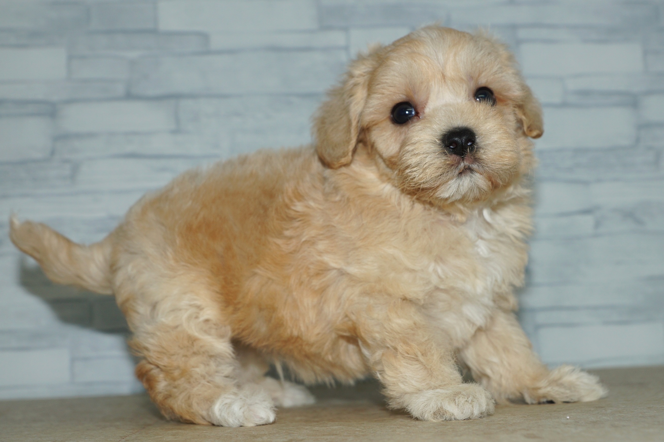 神奈川県のマルプー(マルチーズ×プードル) (きくちペット湘南平塚店/2025年10月10日生まれ/男の子/アプリコット)の子犬の4枚目の画像