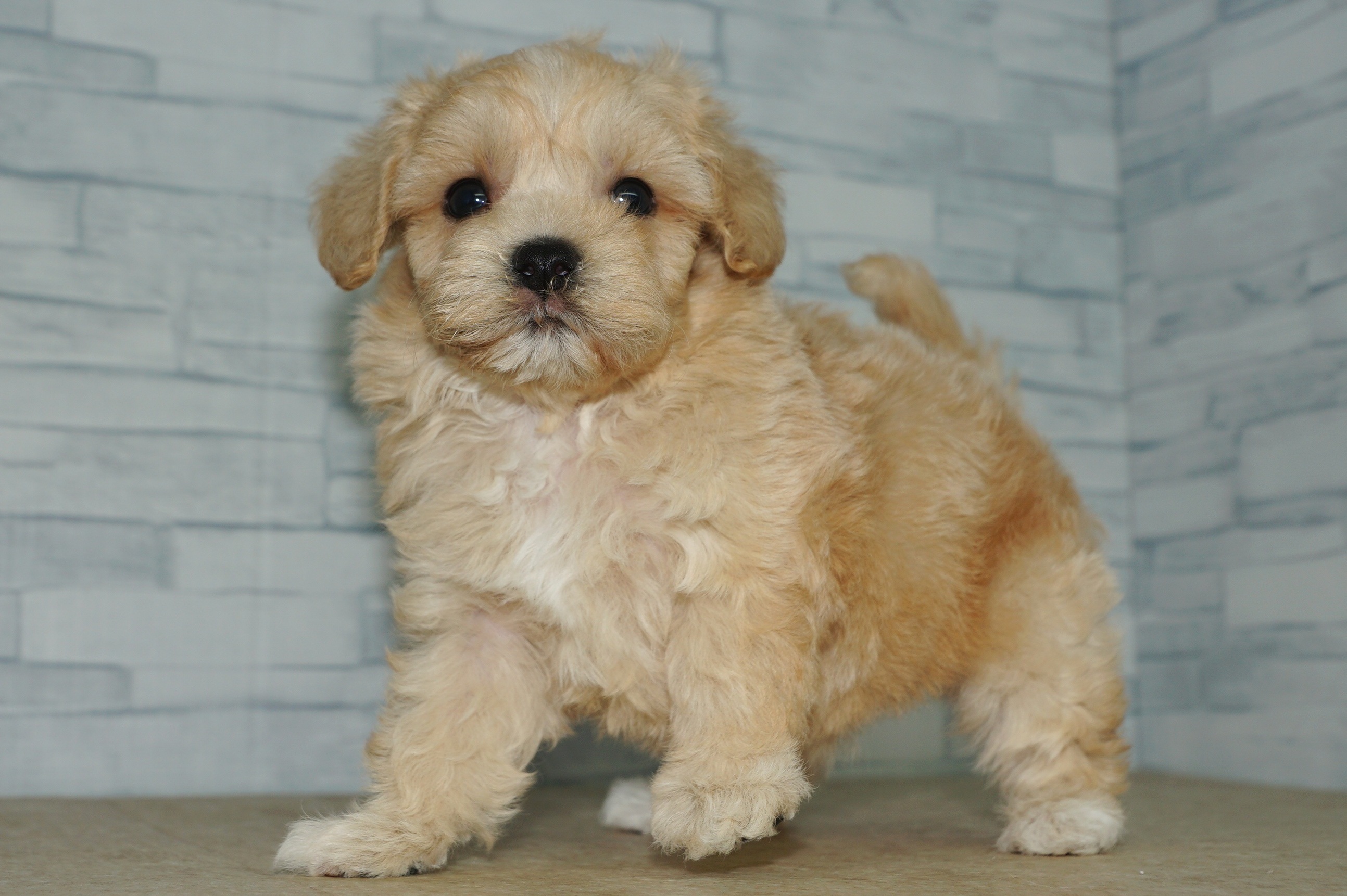 神奈川県のマルプー(マルチーズ×プードル) (きくちペット湘南平塚店/2025年10月10日生まれ/男の子/アプリコット)の子犬の3枚目の画像