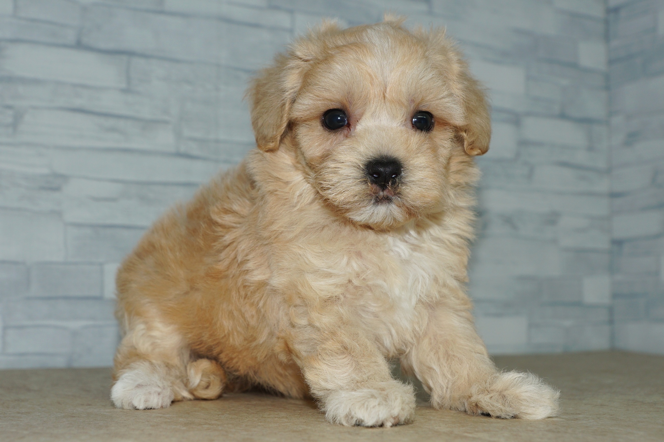 神奈川県のマルプー(マルチーズ×プードル) (きくちペット湘南平塚店/2025年10月10日生まれ/男の子/アプリコット)の子犬の2枚目の画像