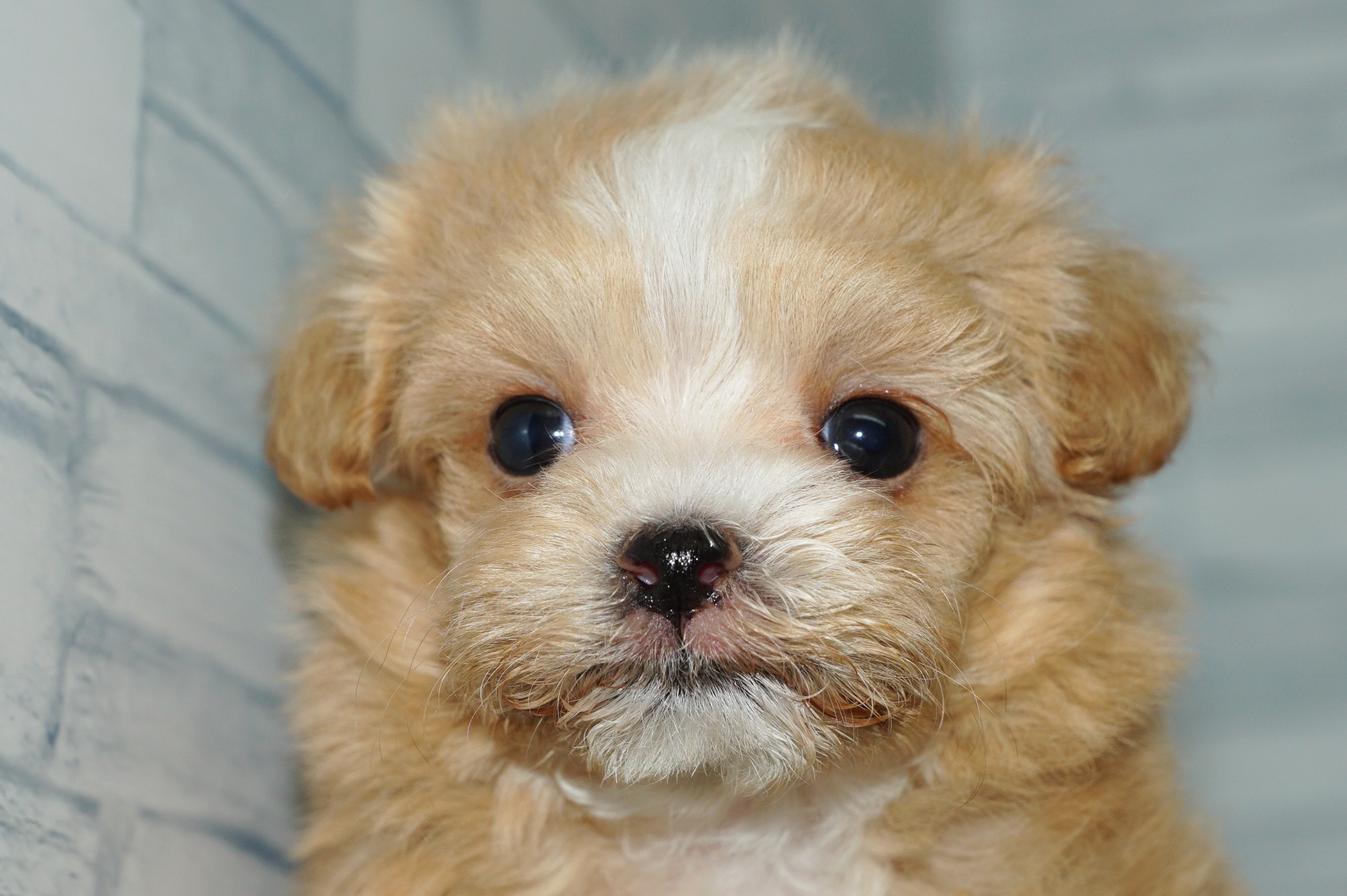 神奈川県のマルプー(マルチーズ×プードル) (きくちペット湘南平塚店/2025年10月10日生まれ/女の子/アプリコット)の子犬の1枚目の画像