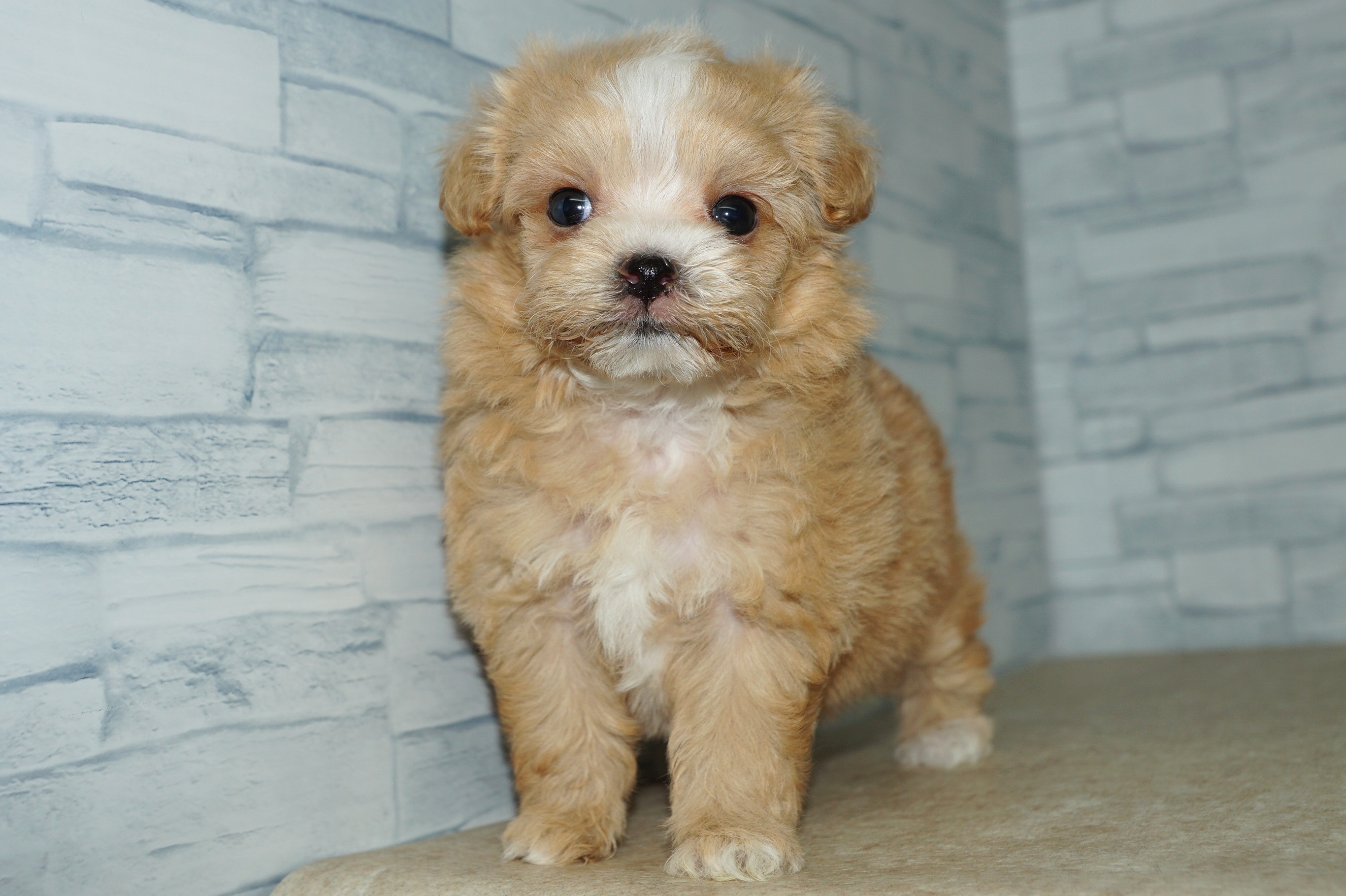 神奈川県のマルプー(マルチーズ×プードル) (きくちペット湘南平塚店/2025年10月10日生まれ/女の子/アプリコット)の子犬の2枚目の画像