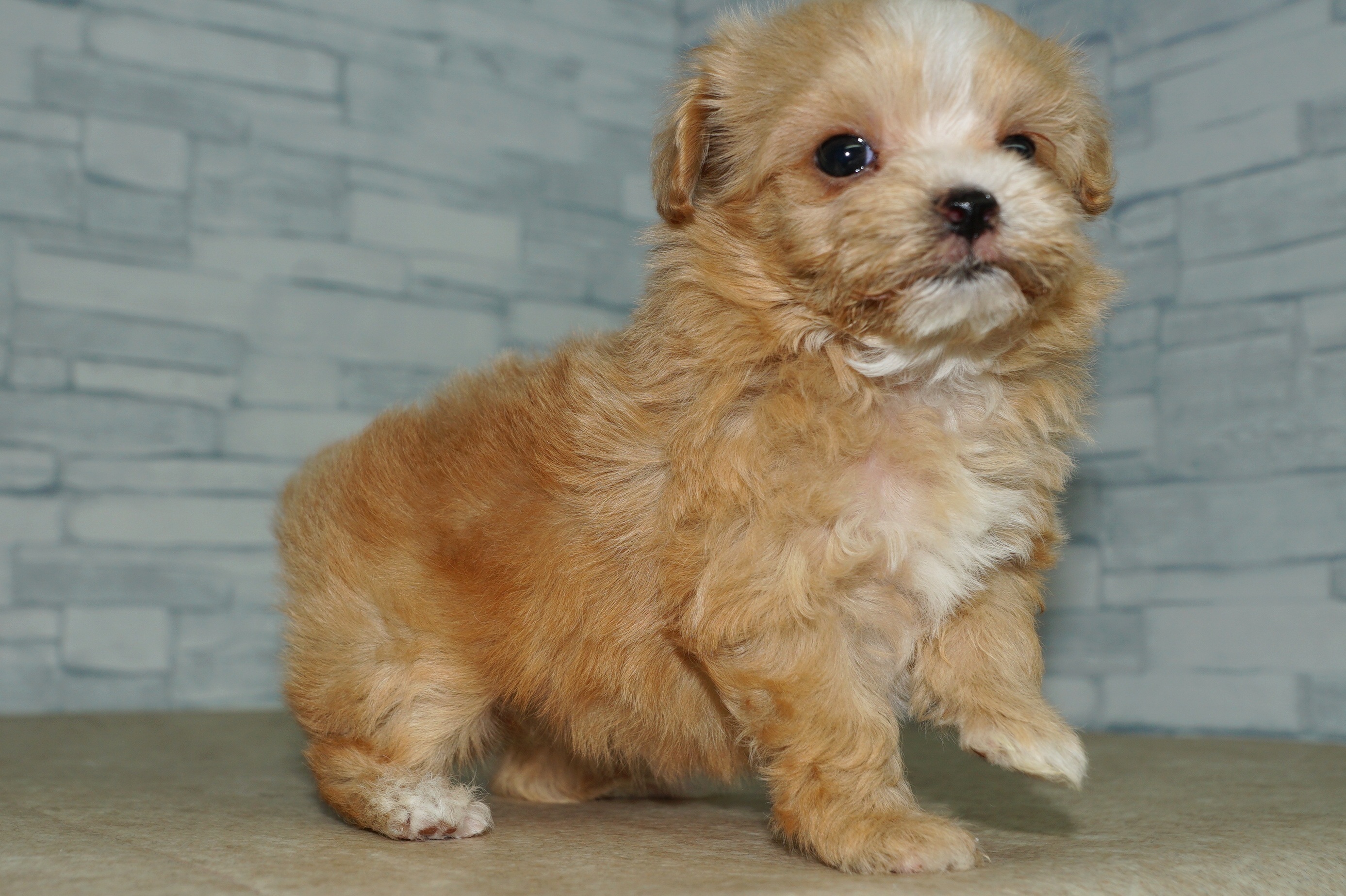 神奈川県のマルプー(マルチーズ×プードル) (きくちペット湘南平塚店/2025年10月10日生まれ/女の子/アプリコット)の子犬の3枚目の画像