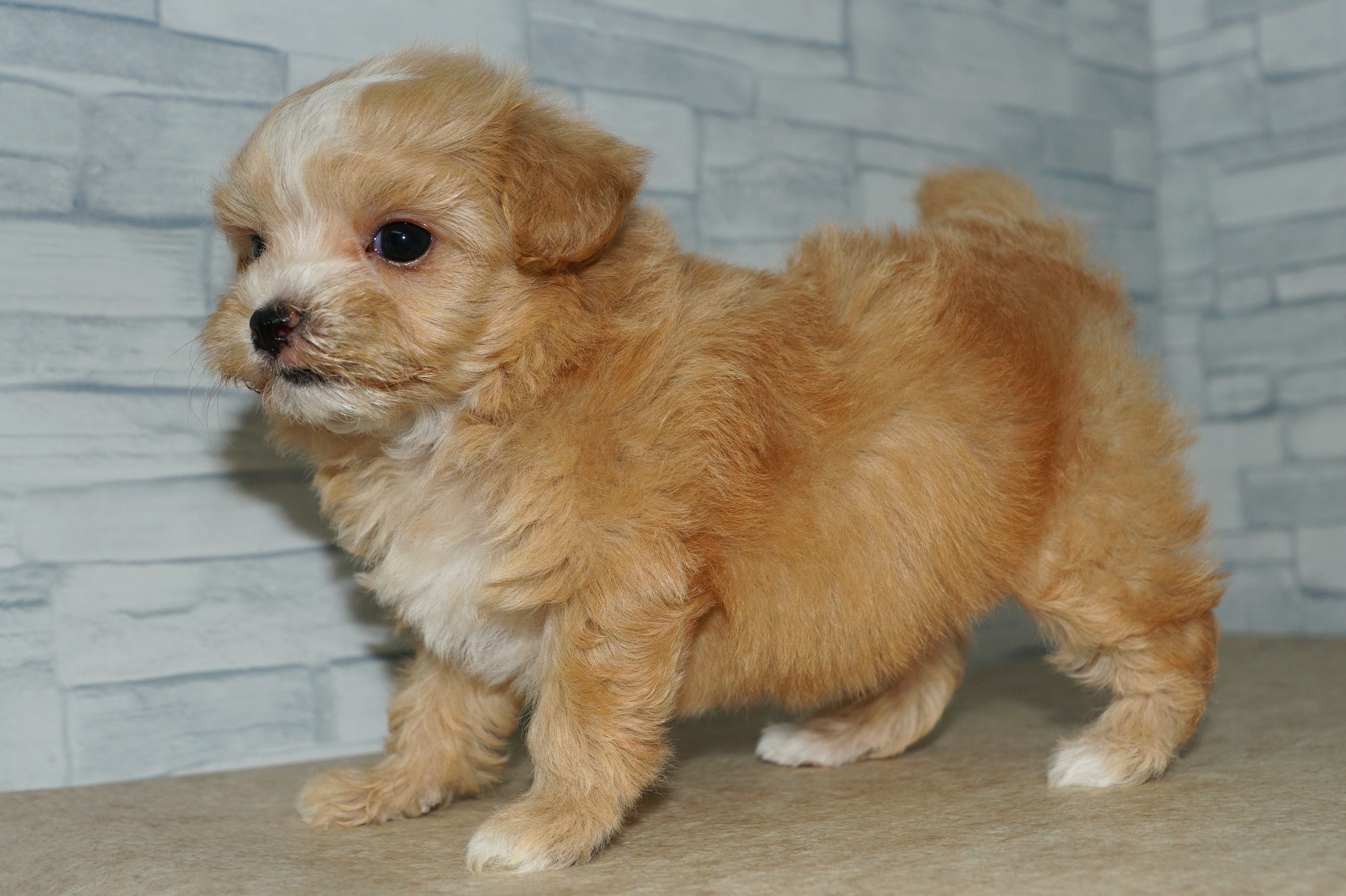 神奈川県のマルプー(マルチーズ×プードル) (きくちペット湘南平塚店/2025年10月10日生まれ/女の子/アプリコット)の子犬の4枚目の画像