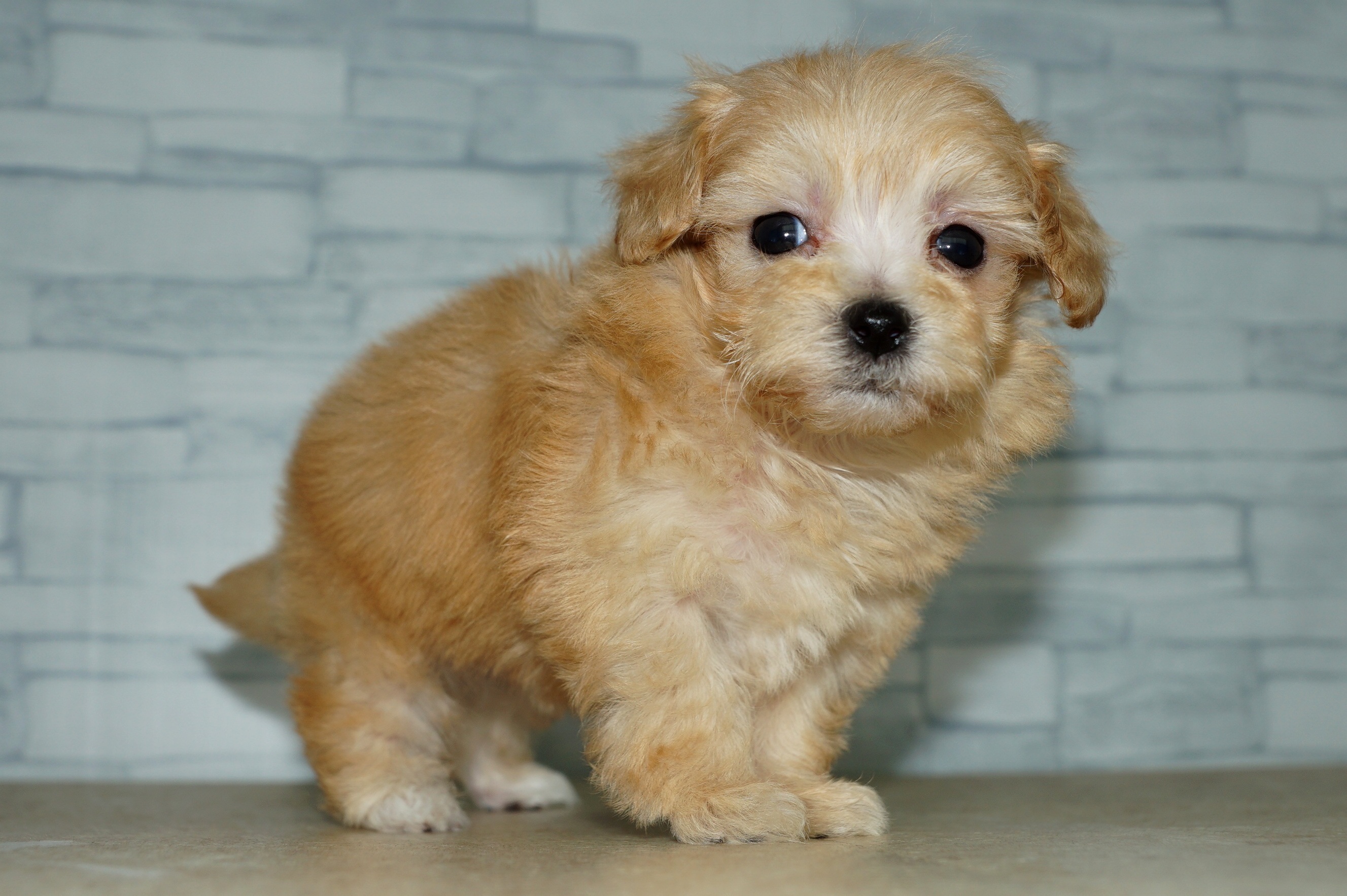 神奈川県のマルプー(マルチーズ×プードル) (きくちペット湘南平塚店/2025年10月10日生まれ/女の子/アプリコット)の子犬の3枚目の画像