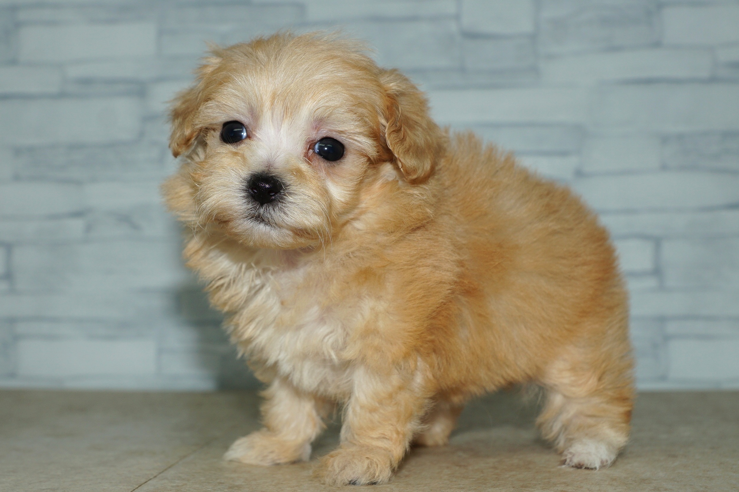 神奈川県のマルプー(マルチーズ×プードル) (きくちペット湘南平塚店/2025年10月10日生まれ/女の子/アプリコット)の子犬の4枚目の画像