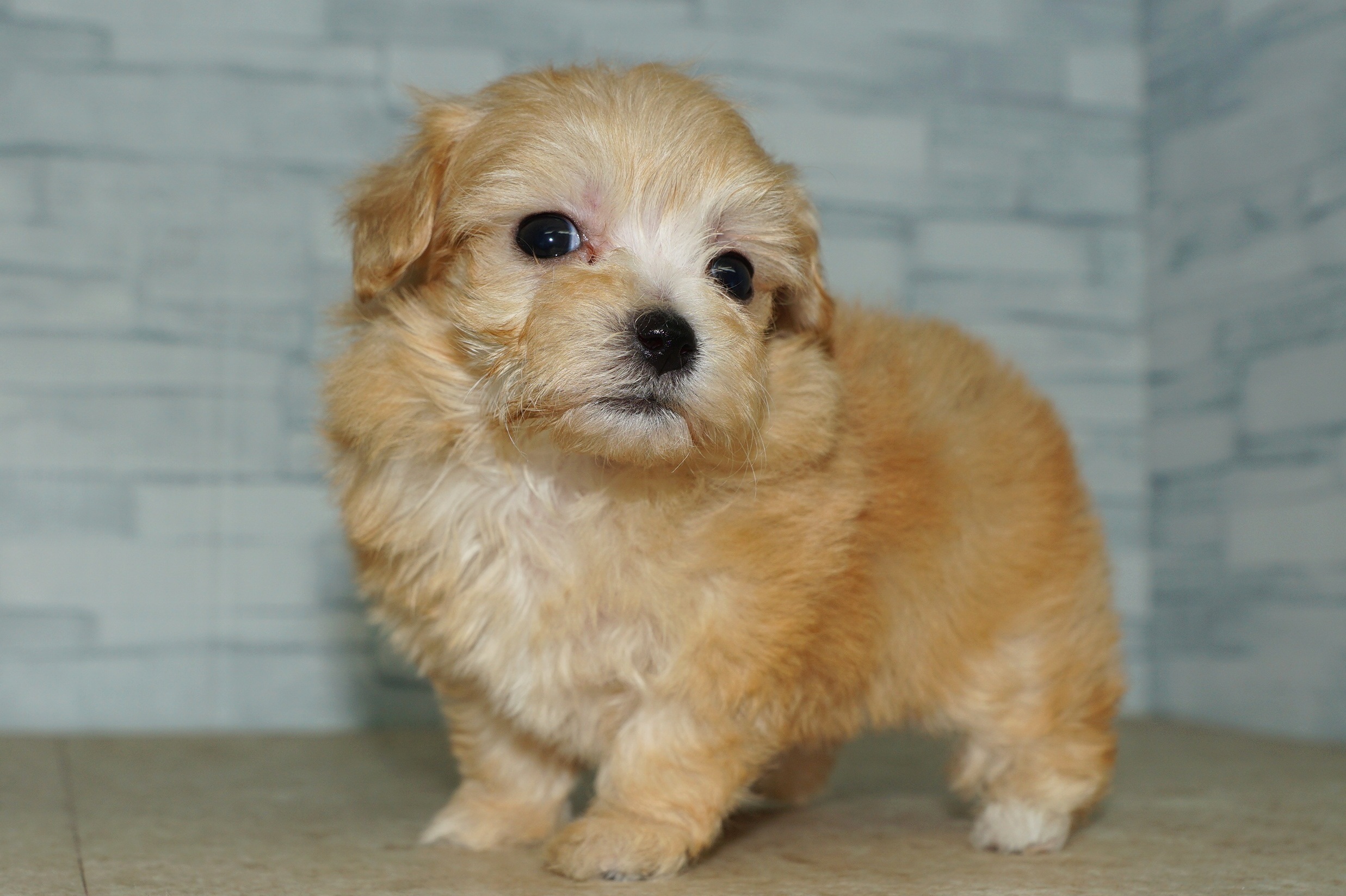 神奈川県のマルプー(マルチーズ×プードル) (きくちペット湘南平塚店/2025年10月10日生まれ/女の子/アプリコット)の子犬の2枚目の画像