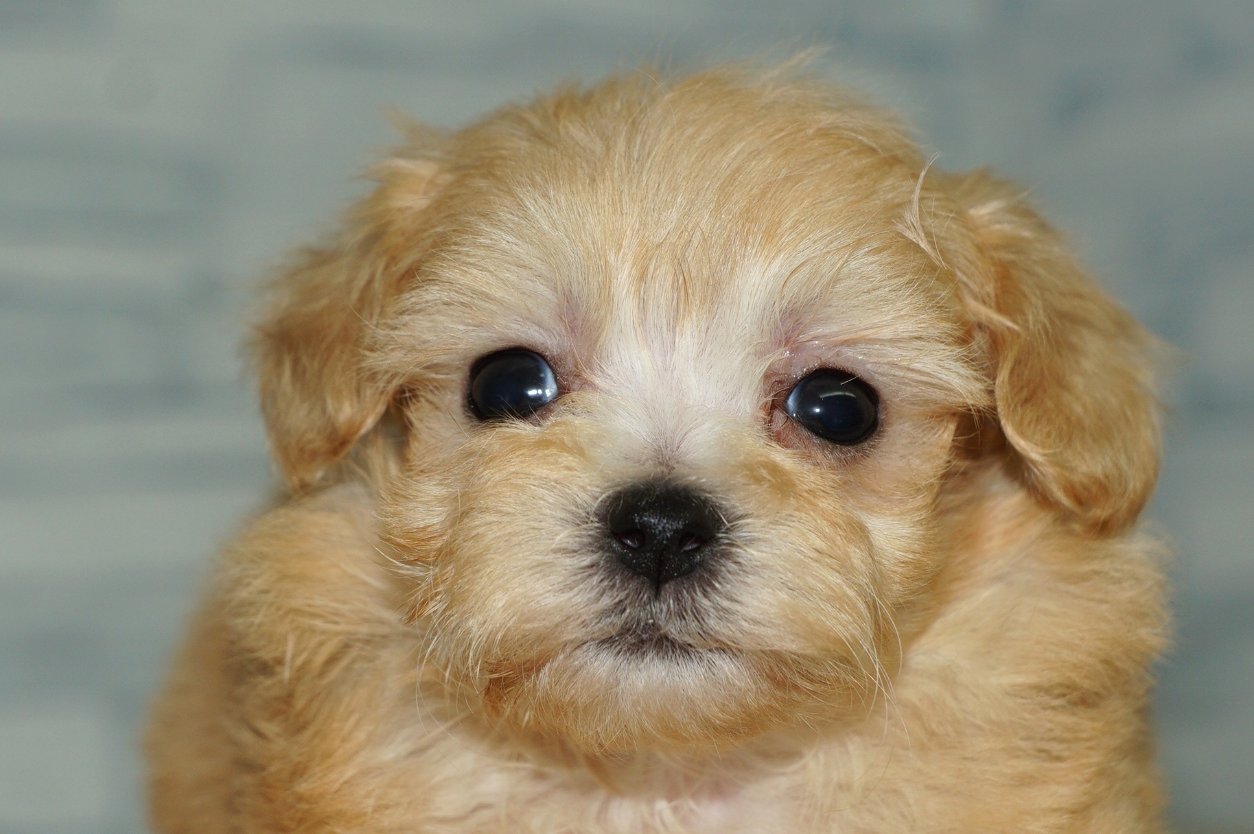 神奈川県のマルプー(マルチーズ×プードル) (きくちペット湘南平塚店/2025年10月10日生まれ/女の子/アプリコット)の子犬の1枚目の画像