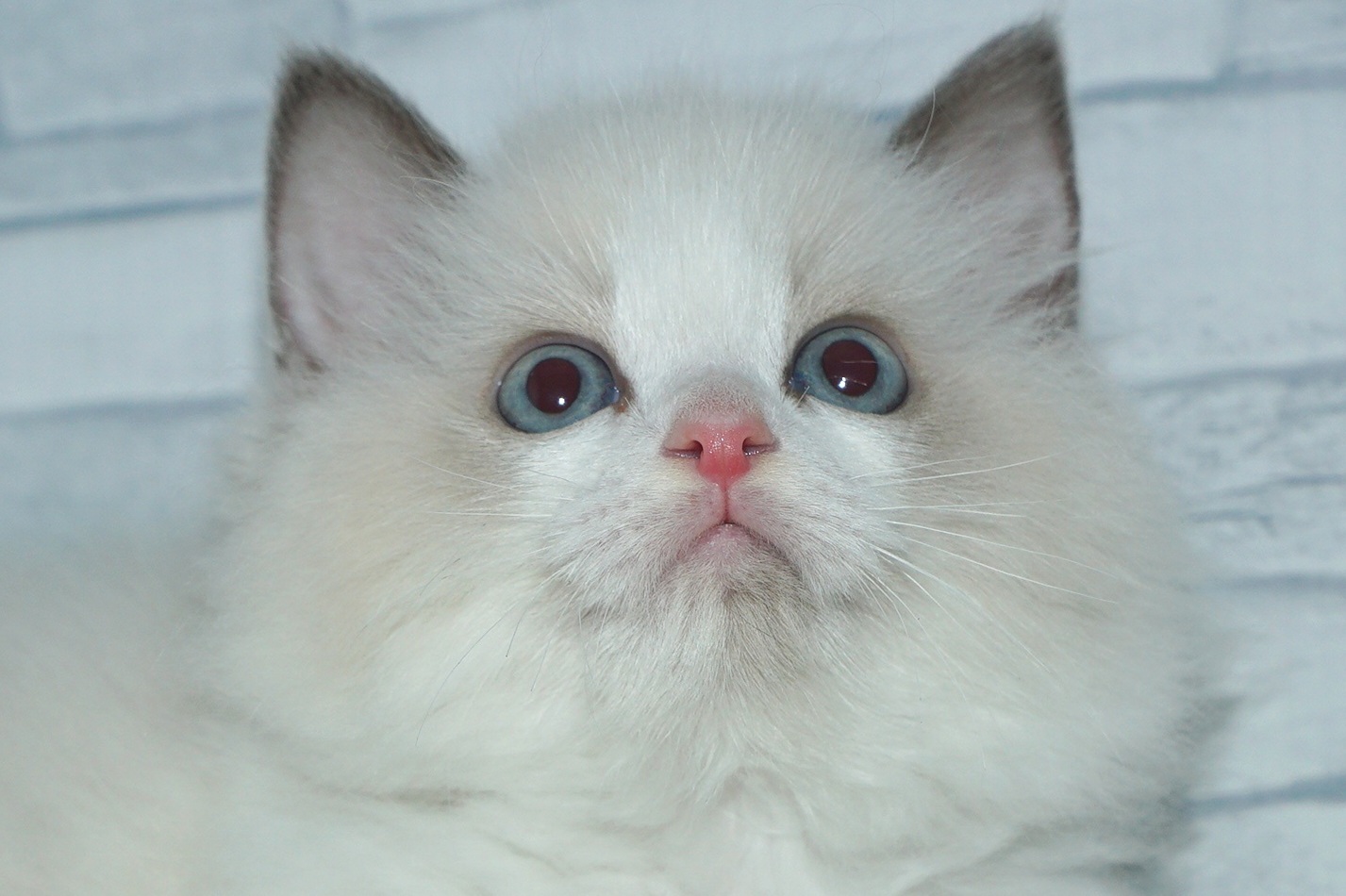 神奈川県のラグドール (きくちペット湘南平塚店/2025年10月10日生まれ/女の子/ブルーポイントバイカラー)の子猫の1枚目の画像