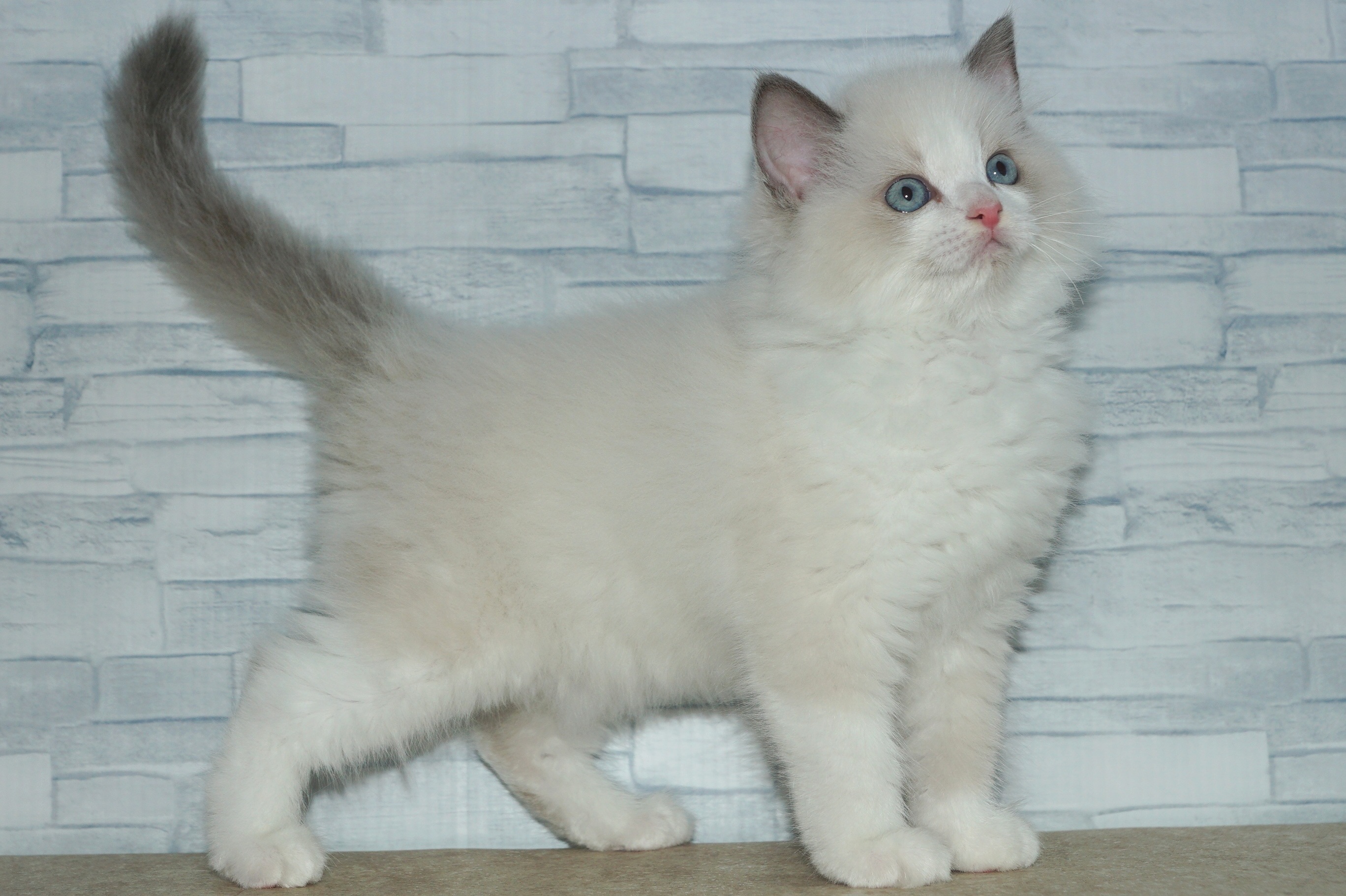 神奈川県のラグドール (きくちペット湘南平塚店/2025年10月10日生まれ/女の子/ブルーポイントバイカラー)の子猫の4枚目の画像