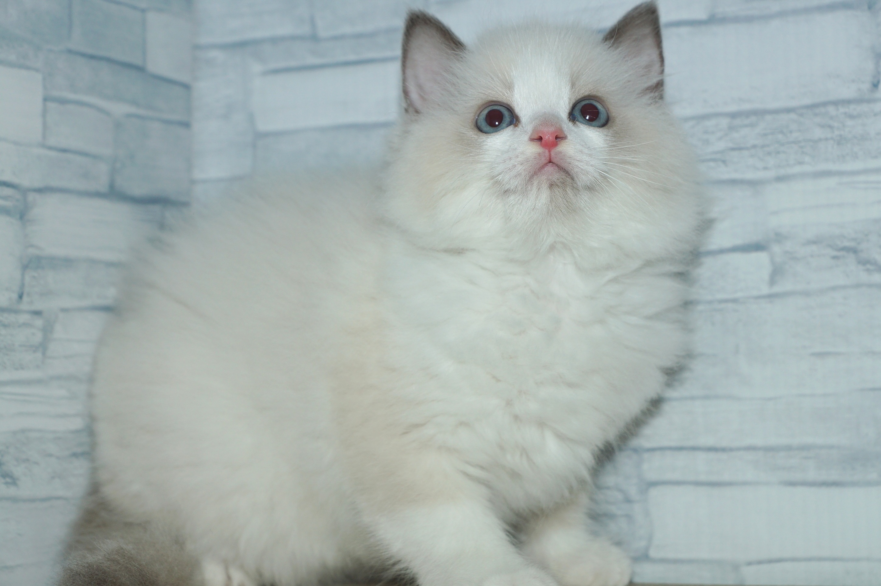 神奈川県のラグドール (きくちペット湘南平塚店/2025年10月10日生まれ/女の子/ブルーポイントバイカラー)の子猫の2枚目の画像