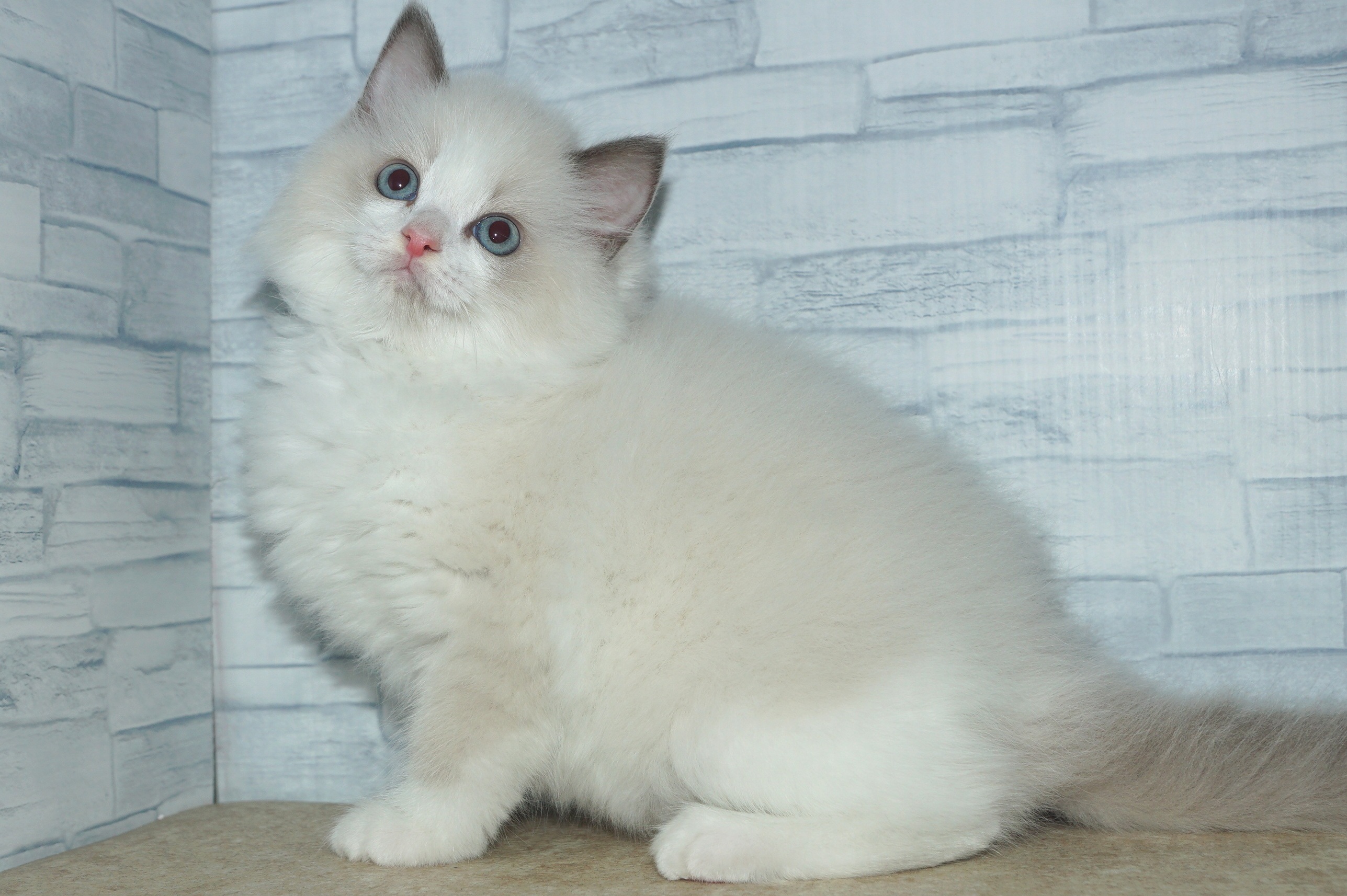 神奈川県のラグドール (きくちペット湘南平塚店/2025年10月10日生まれ/女の子/ブルーポイントバイカラー)の子猫の3枚目の画像