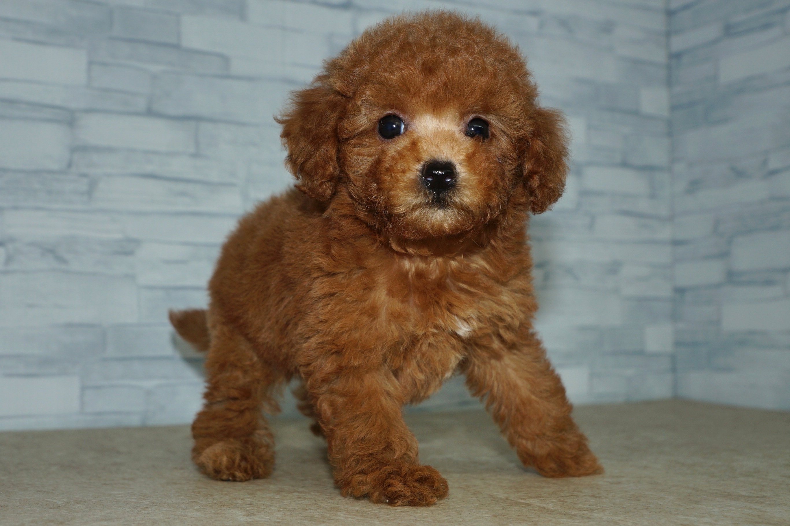 神奈川県のトイプードル(トイ) (きくちペット湘南平塚店/2025年10月10日生まれ/女の子/レッド)の子犬の2枚目の画像