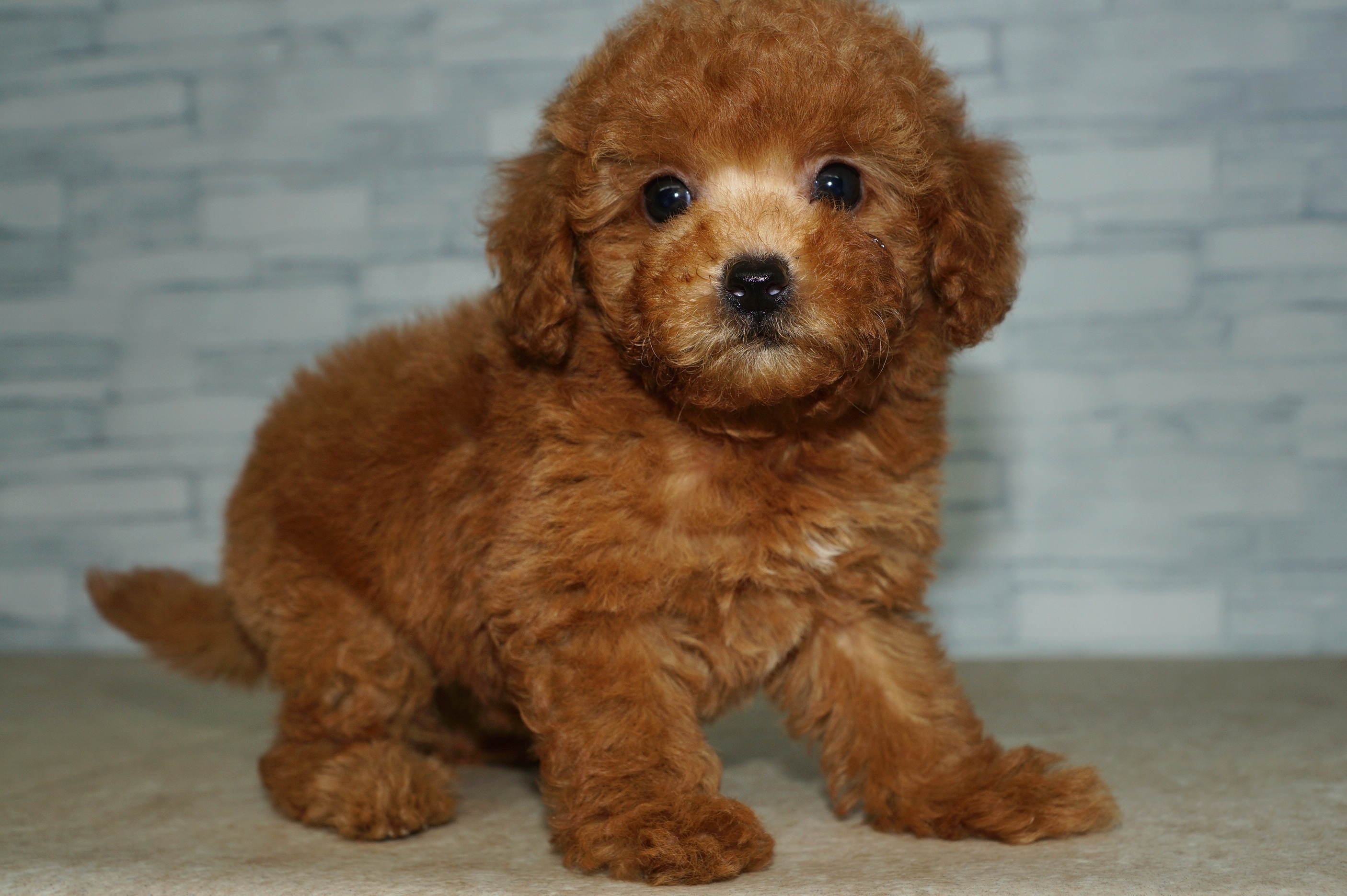 神奈川県のトイプードル(トイ) (きくちペット湘南平塚店/2025年10月10日生まれ/女の子/レッド)の子犬の3枚目の画像