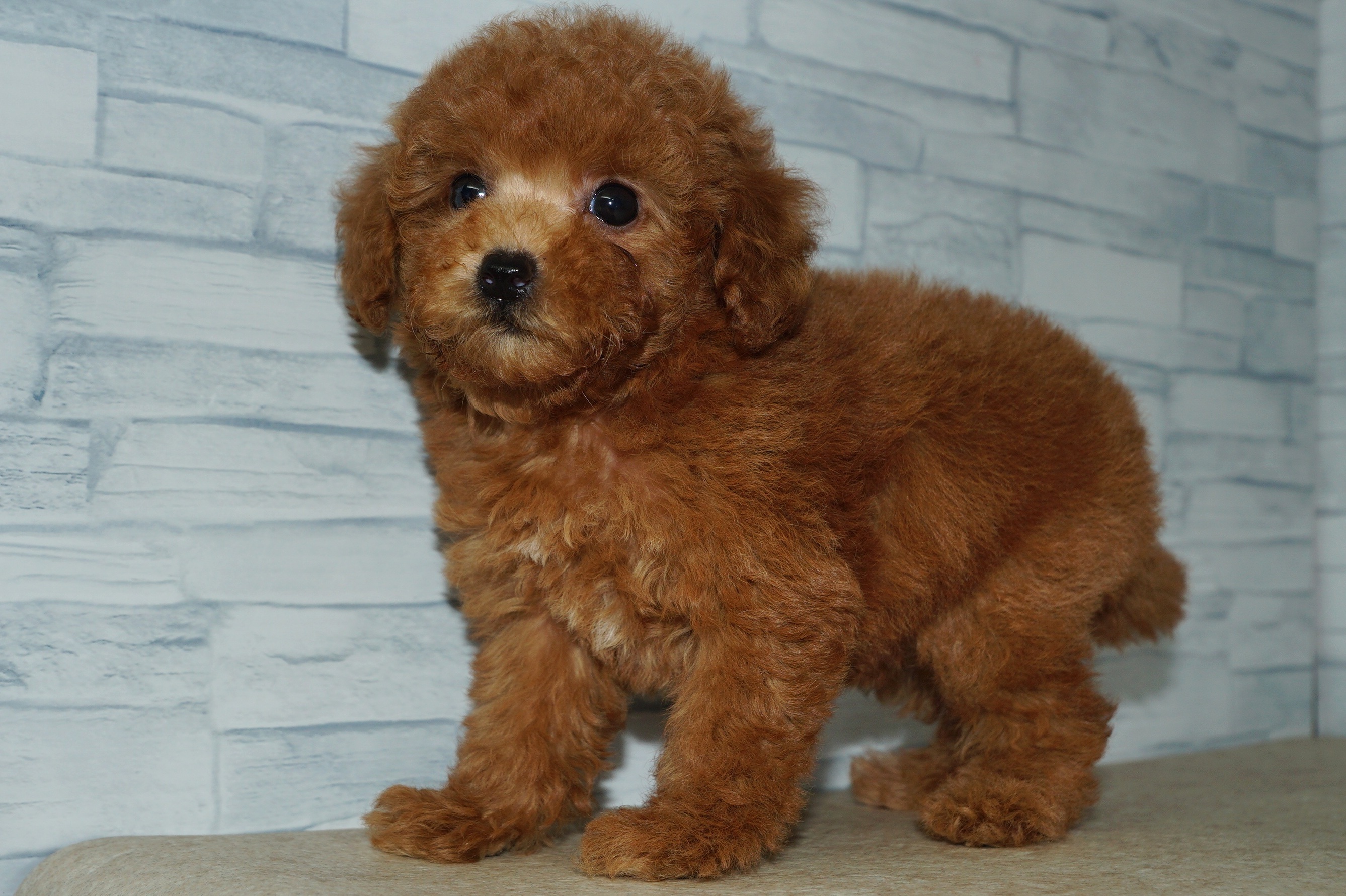 神奈川県のトイプードル(トイ) (きくちペット湘南平塚店/2025年10月10日生まれ/女の子/レッド)の子犬の4枚目の画像