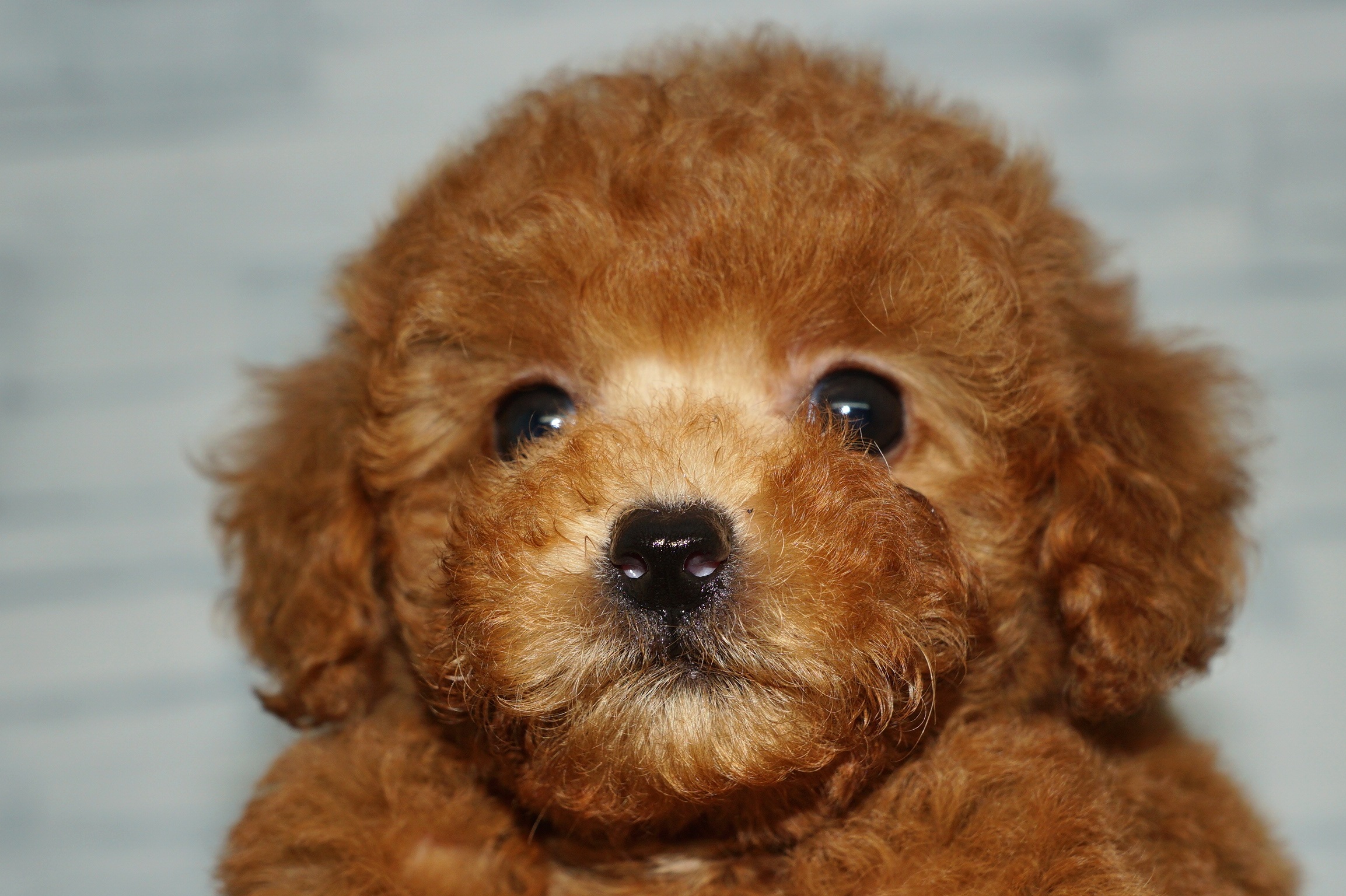 神奈川県のトイプードル(トイ) (きくちペット湘南平塚店/2025年10月10日生まれ/女の子/レッド)の子犬の1枚目の画像