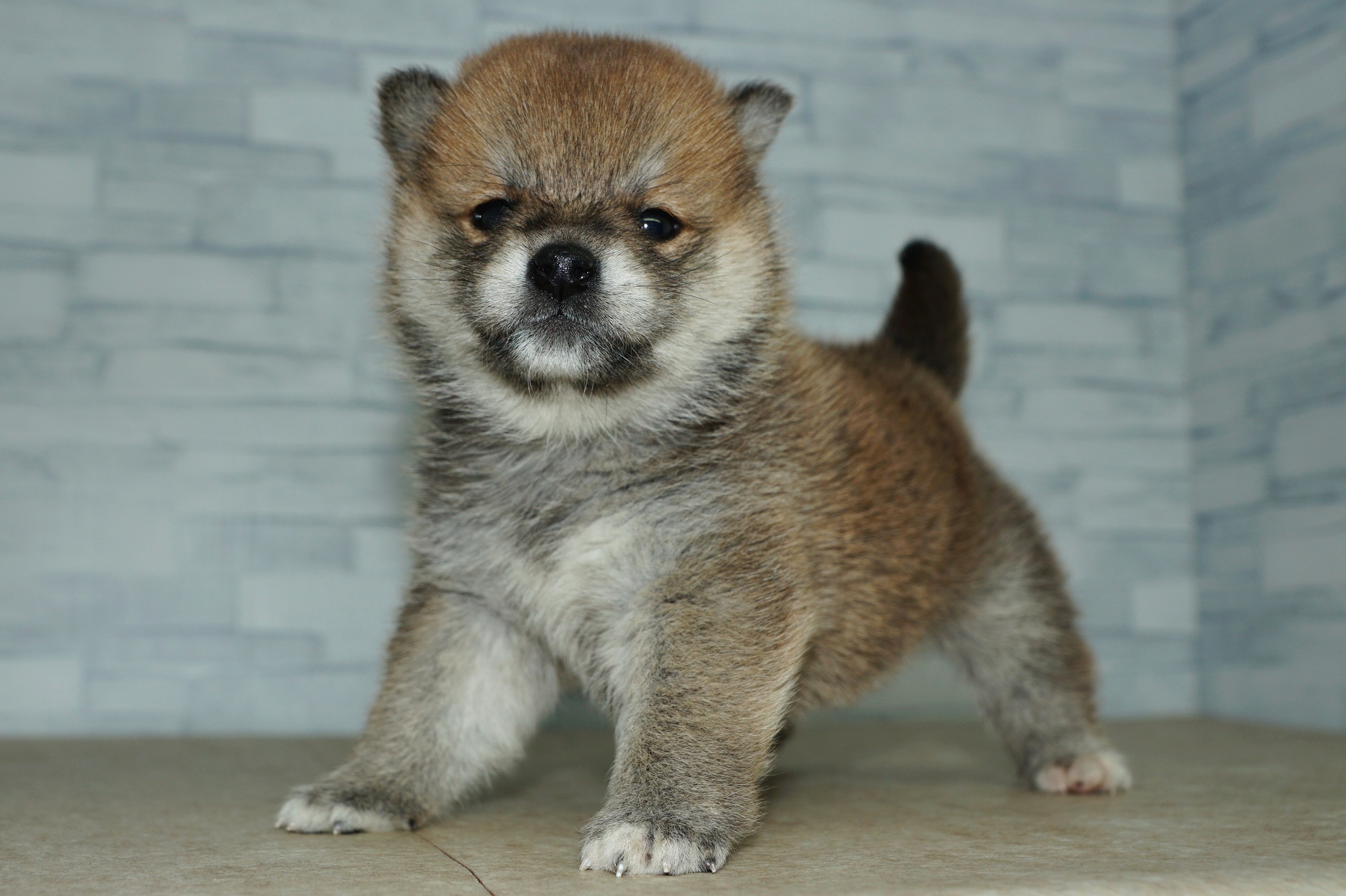 神奈川県の柴犬(標準サイズ) (きくちペット湘南平塚店/2025年10月11日生まれ/女の子/赤)の子犬の3枚目の画像