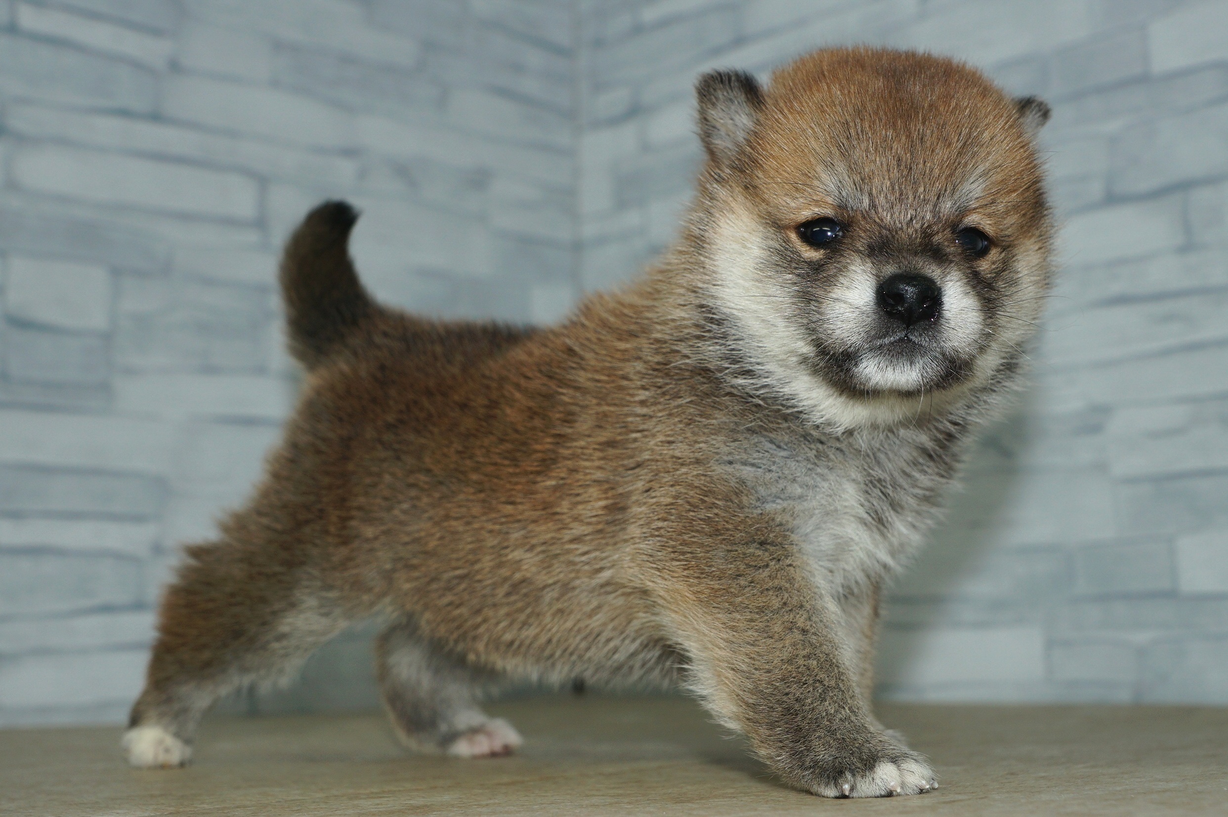 神奈川県の柴犬(標準サイズ) (きくちペット湘南平塚店/2025年10月11日生まれ/女の子/赤)の子犬の2枚目の画像