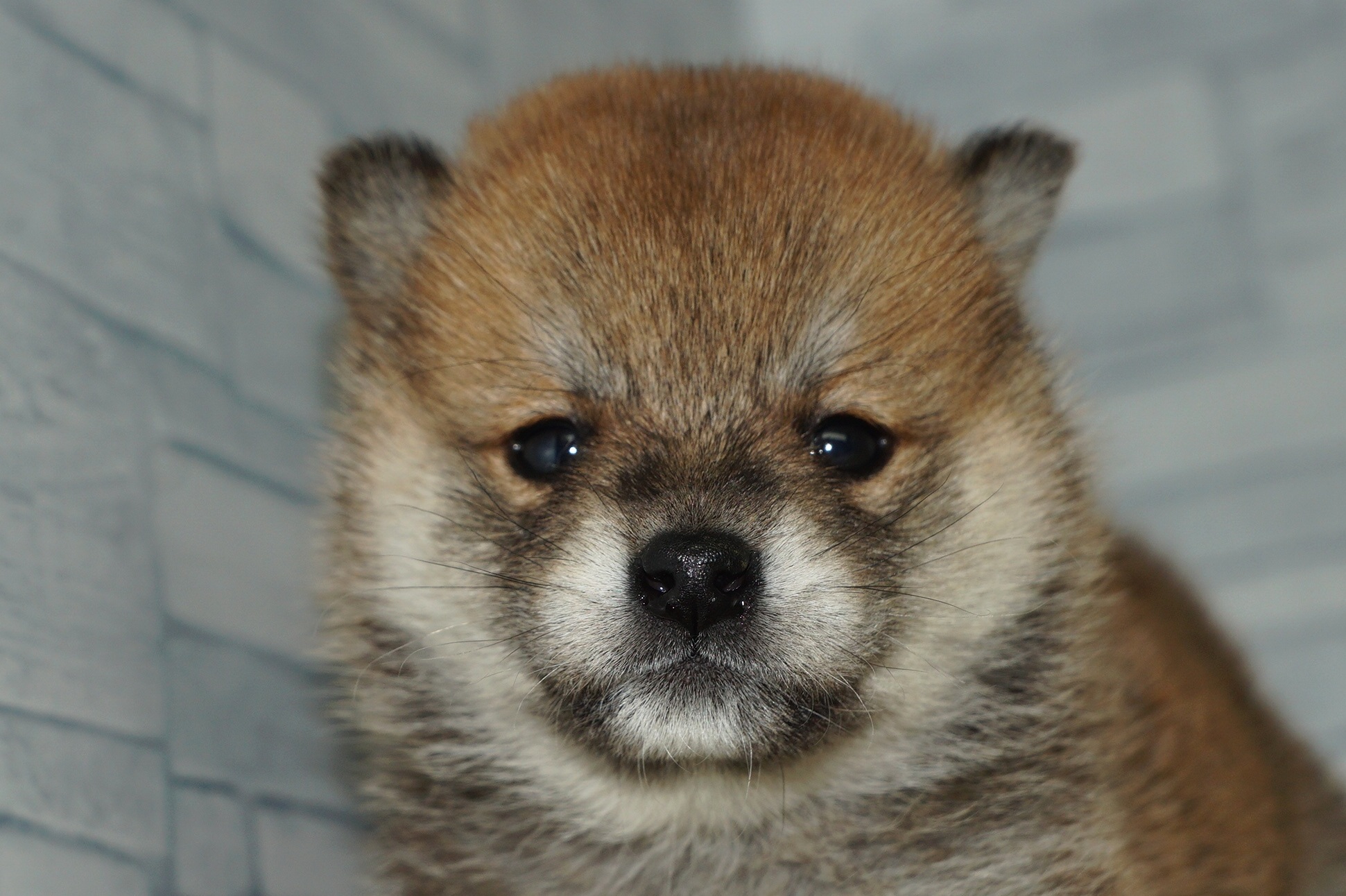 神奈川県の柴犬(標準サイズ) (きくちペット湘南平塚店/2025年10月11日生まれ/女の子/赤)の子犬の1枚目の画像