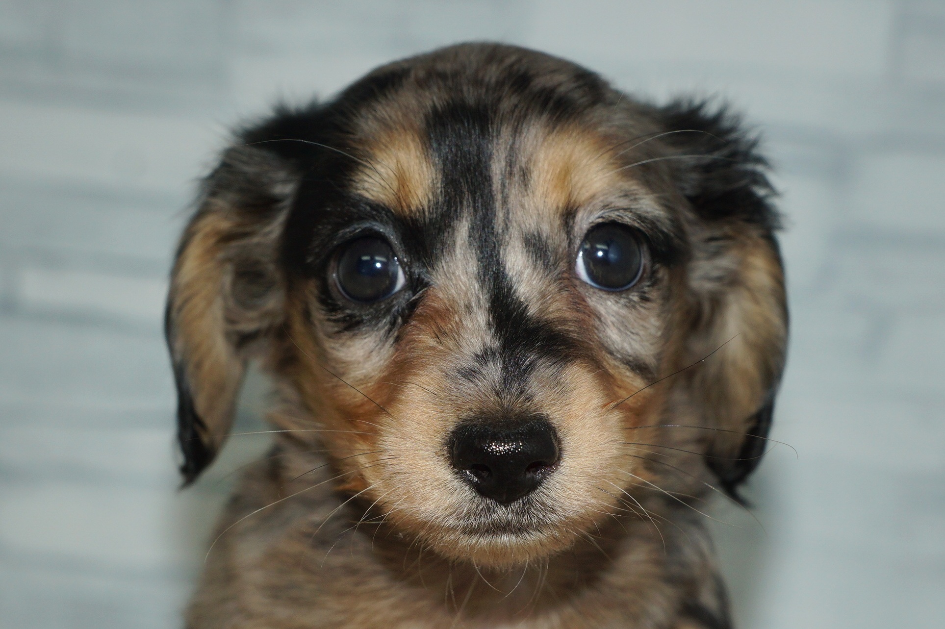 神奈川県のミニチュアダックスフンド(ロング) (きくちペット湘南平塚店/2025年10月11日生まれ/女の子/シルバーダップル)の子犬の1枚目の画像