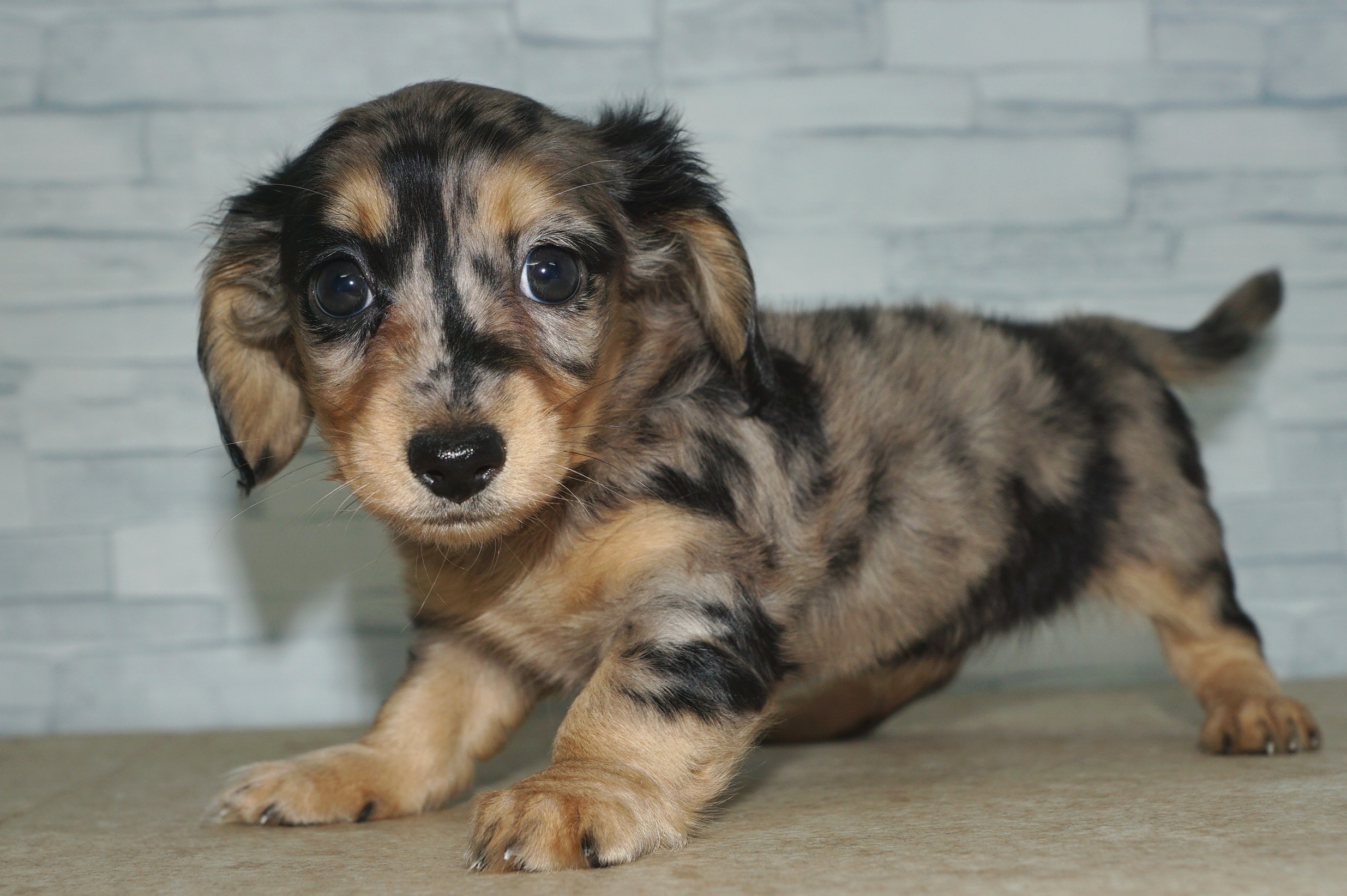 神奈川県のミニチュアダックスフンド(ロング) (きくちペット湘南平塚店/2025年10月11日生まれ/女の子/シルバーダップル)の子犬の3枚目の画像