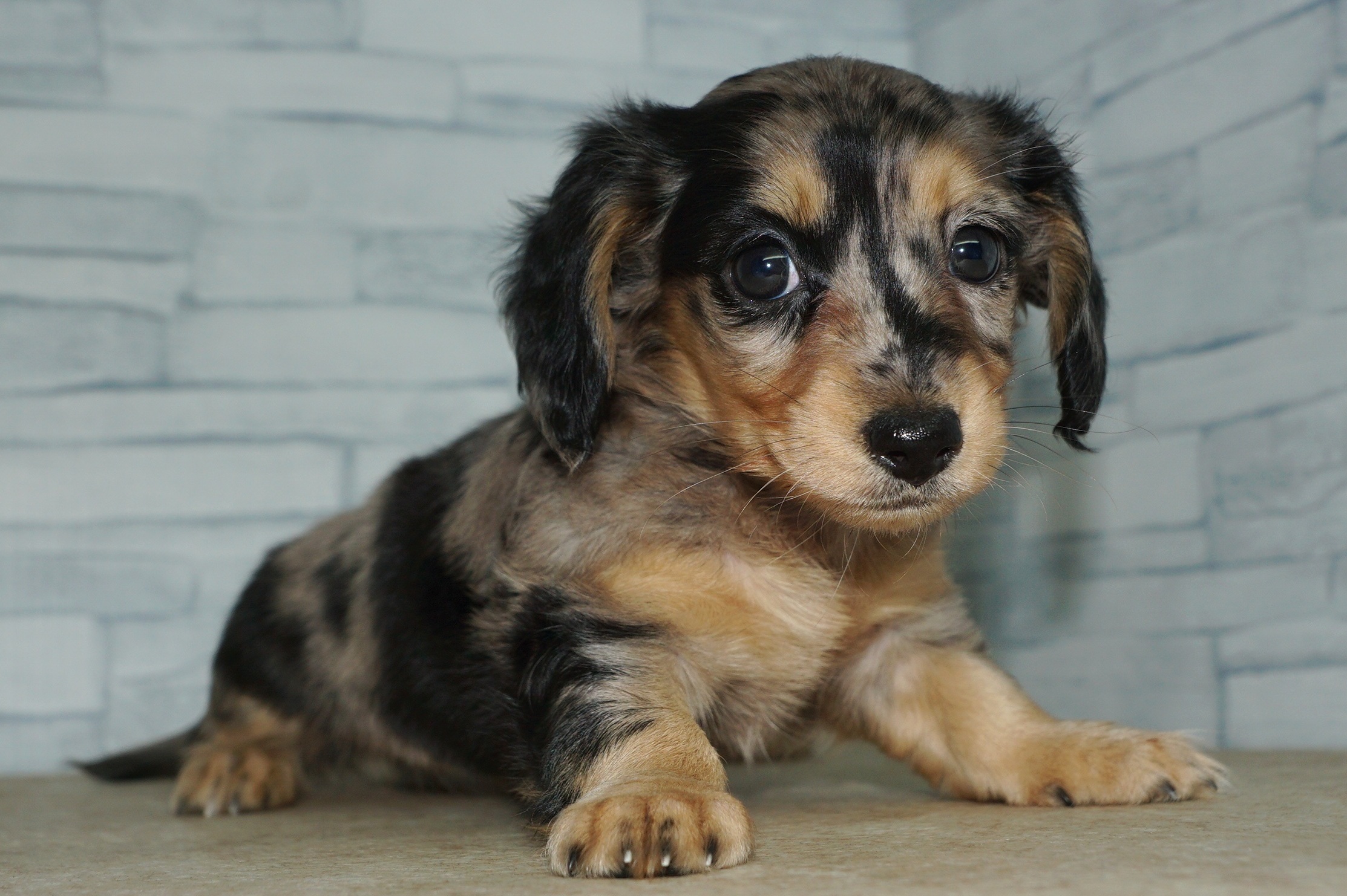 神奈川県のミニチュアダックスフンド(ロング) (きくちペット湘南平塚店/2025年10月11日生まれ/女の子/シルバーダップル)の子犬の4枚目の画像