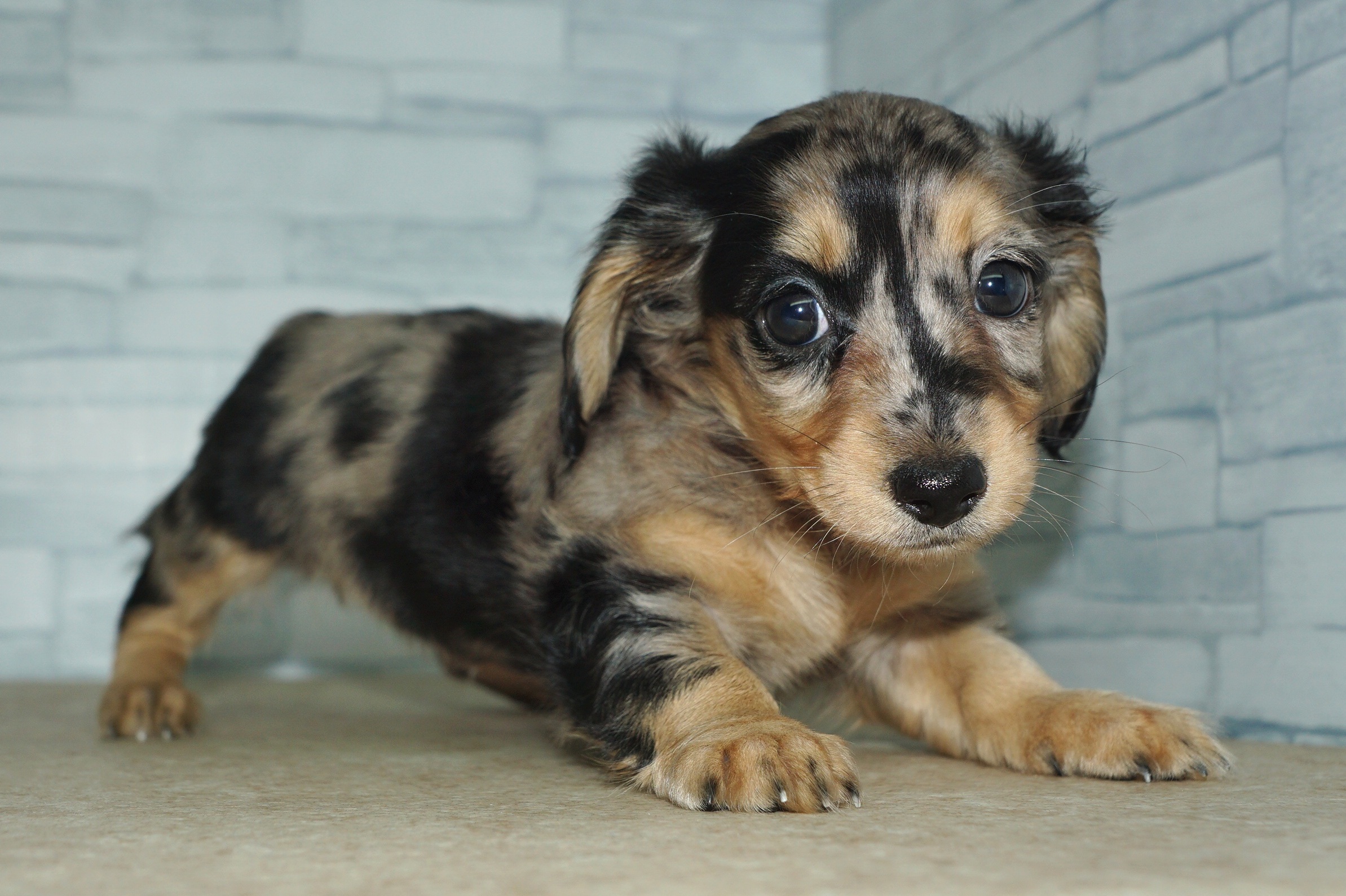 神奈川県のミニチュアダックスフンド(ロング) (きくちペット湘南平塚店/2025年10月11日生まれ/女の子/シルバーダップル)の子犬の2枚目の画像