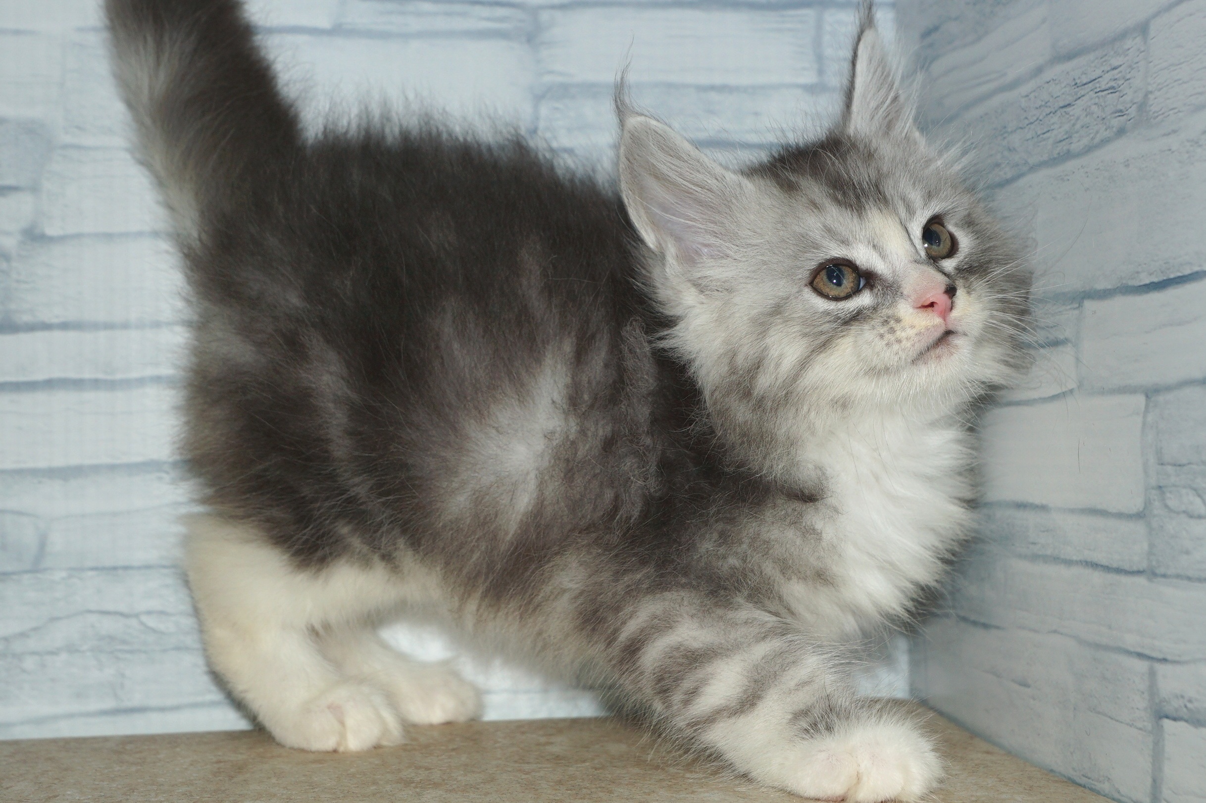 神奈川県のメインクーン (きくちペット湘南平塚店/2025年10月12日生まれ/男の子/シルバータビーホワイト)の子猫の3枚目の画像