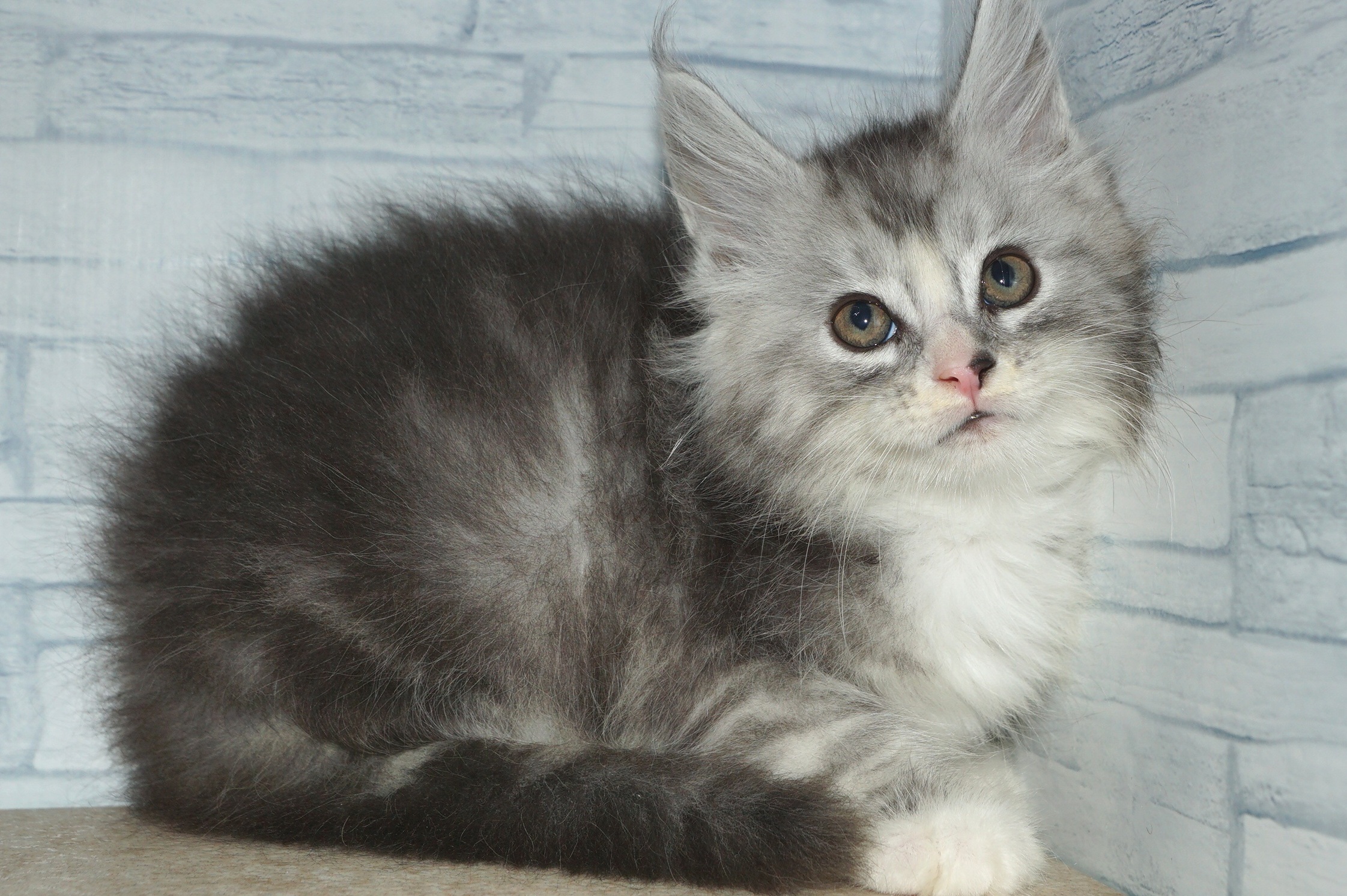 神奈川県のメインクーン (きくちペット湘南平塚店/2025年10月12日生まれ/男の子/シルバータビーホワイト)の子猫の4枚目の画像