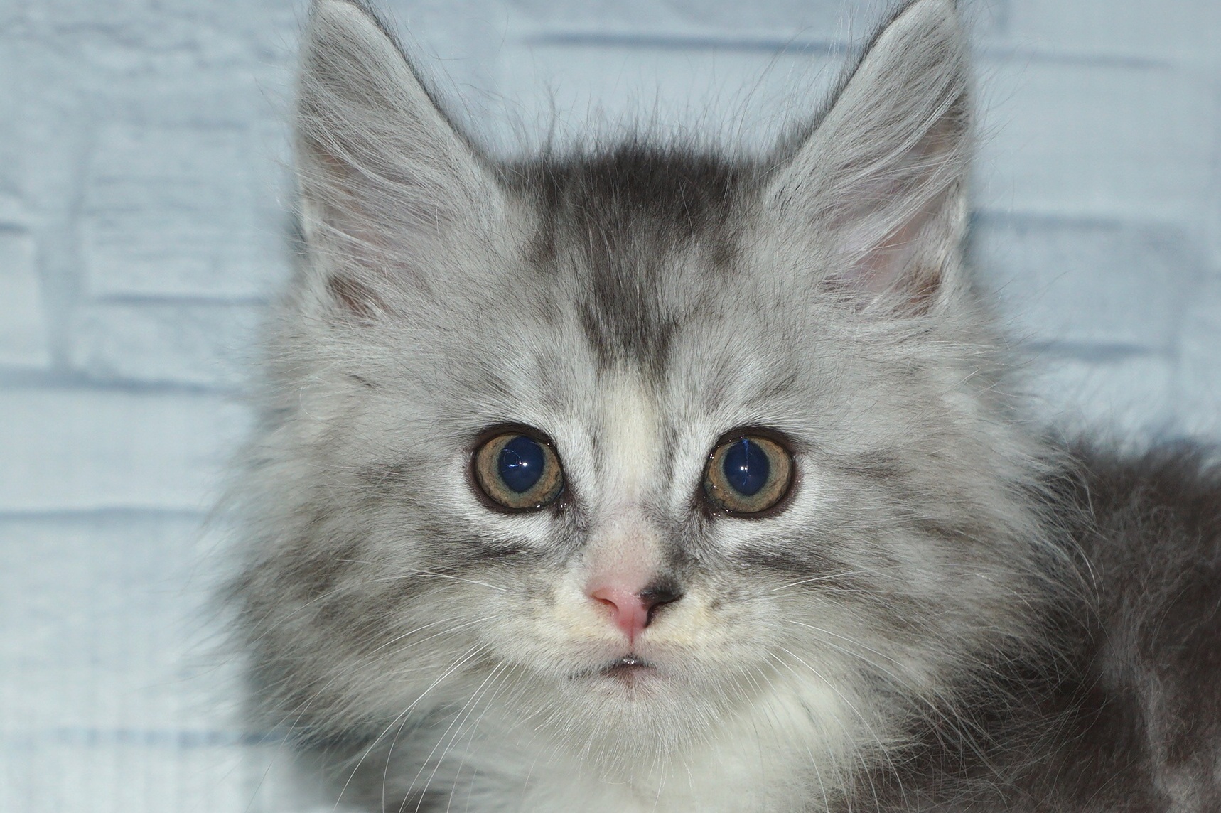 神奈川県のメインクーン (きくちペット湘南平塚店/2025年10月12日生まれ/男の子/シルバータビーホワイト)の子猫の1枚目の画像