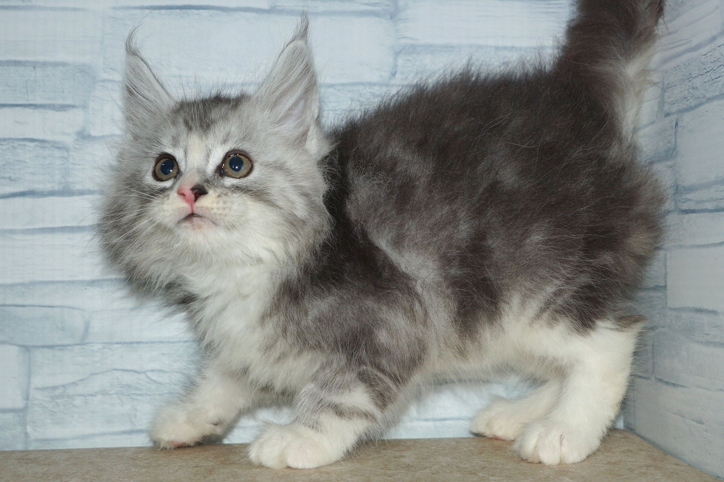 神奈川県のメインクーン (きくちペット湘南平塚店/2025年10月12日生まれ/男の子/シルバータビーホワイト)の子猫の2枚目の画像