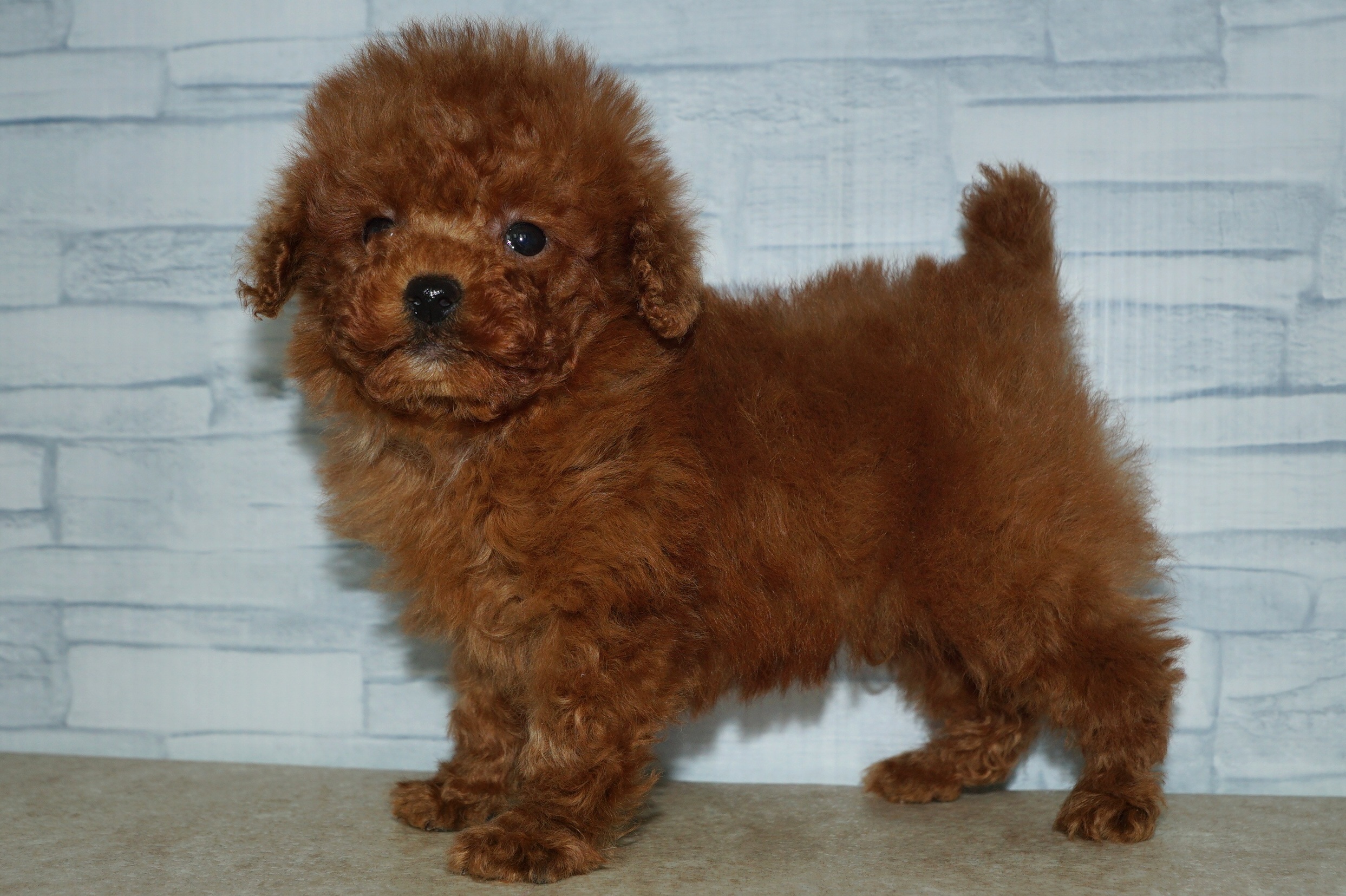 神奈川県のトイプードル(トイ) (きくちペット湘南平塚店/2025年10月9日生まれ/男の子/レッド)の子犬の4枚目の画像