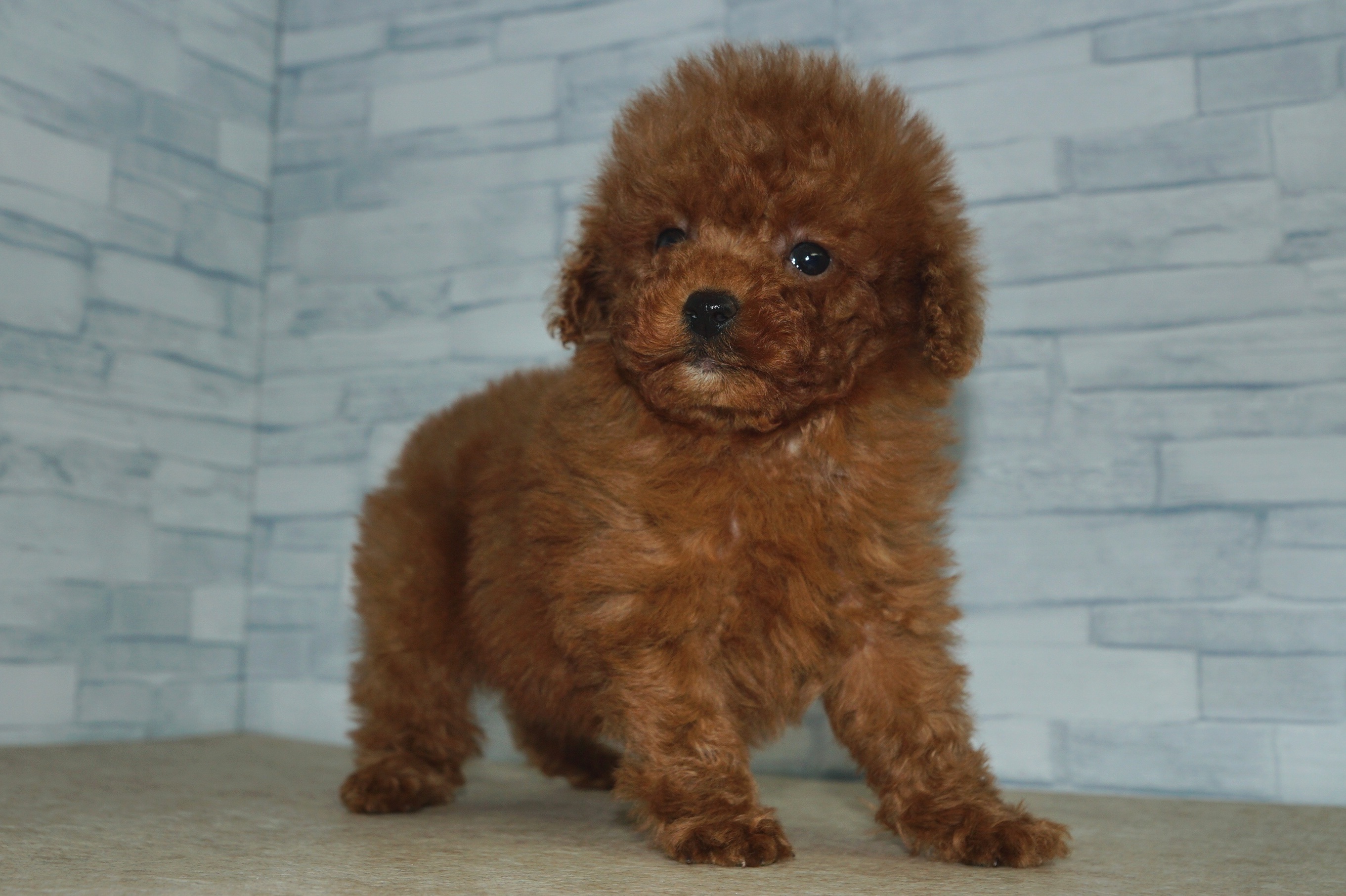 神奈川県のトイプードル(トイ) (きくちペット湘南平塚店/2025年10月9日生まれ/男の子/レッド)の子犬の2枚目の画像