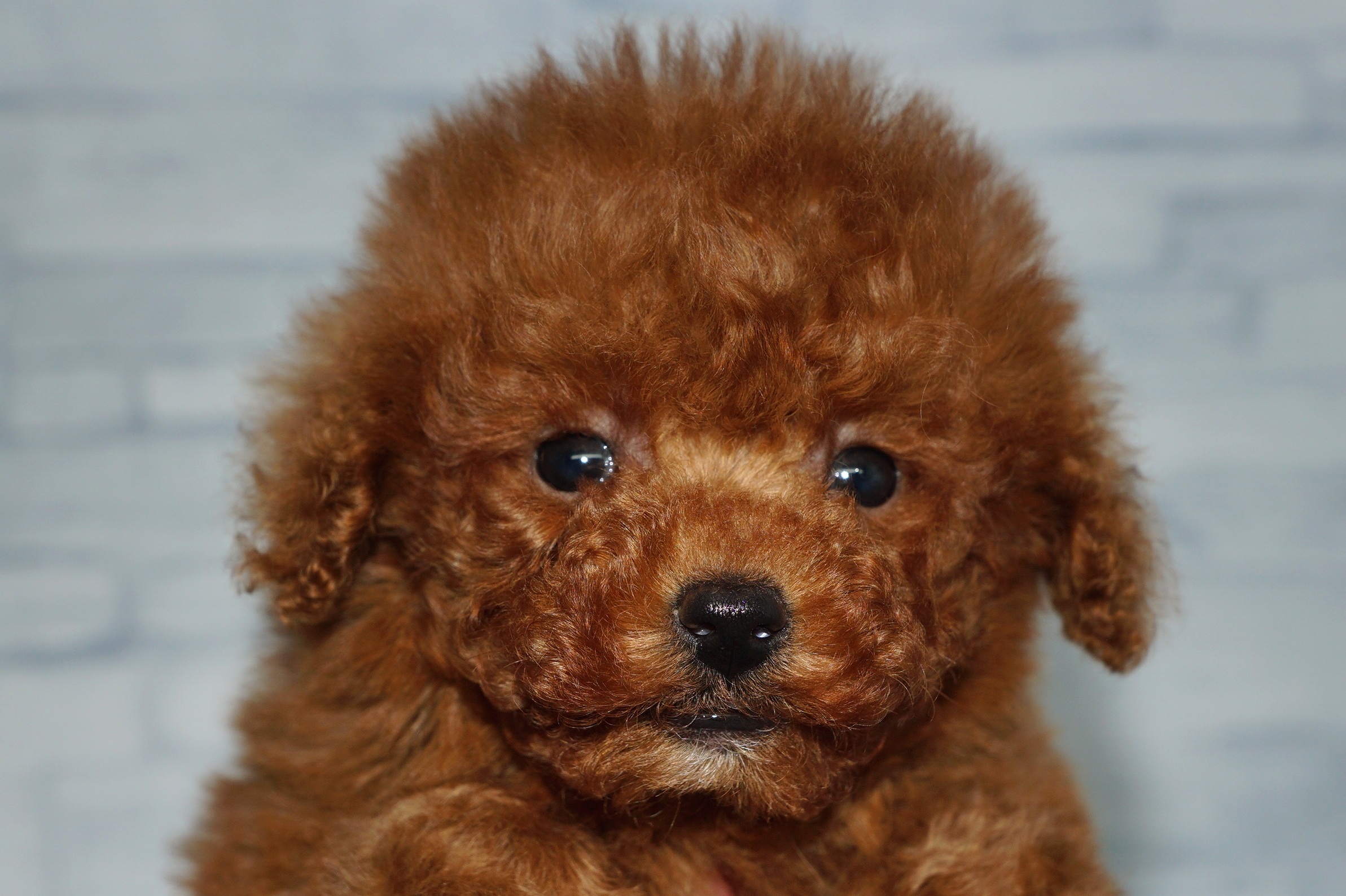 神奈川県のトイプードル(トイ) (きくちペット湘南平塚店/2025年10月9日生まれ/男の子/レッド)の子犬の1枚目の画像