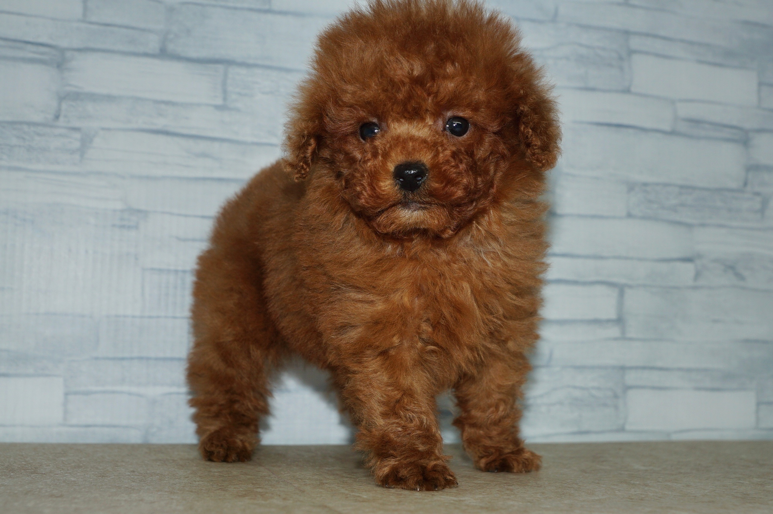 神奈川県のトイプードル(トイ) (きくちペット湘南平塚店/2025年10月9日生まれ/男の子/レッド)の子犬の3枚目の画像