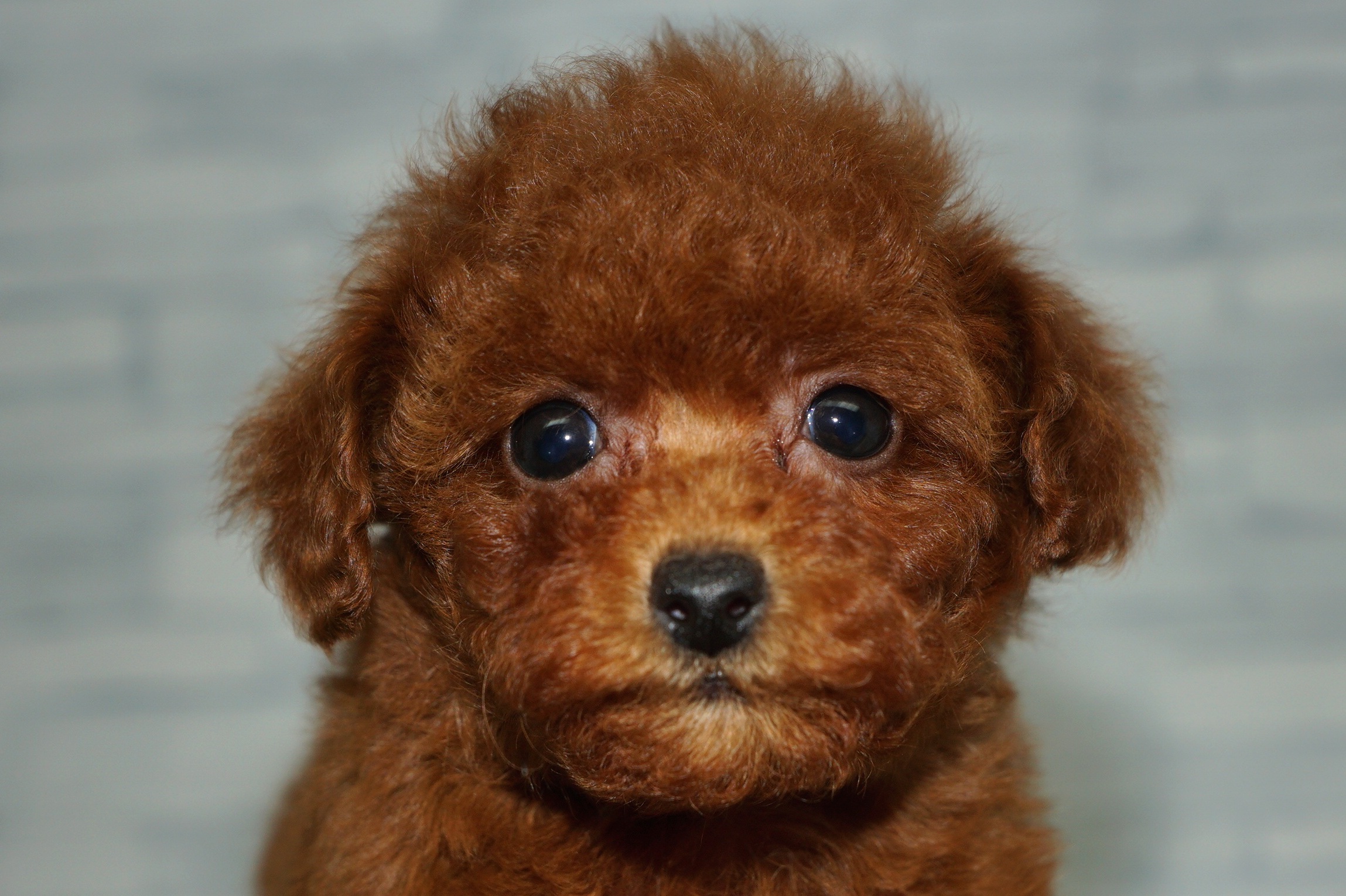 神奈川県のトイプードル(トイ) (きくちペット湘南平塚店/2025年10月11日生まれ/女の子/レッド)の子犬の1枚目の画像