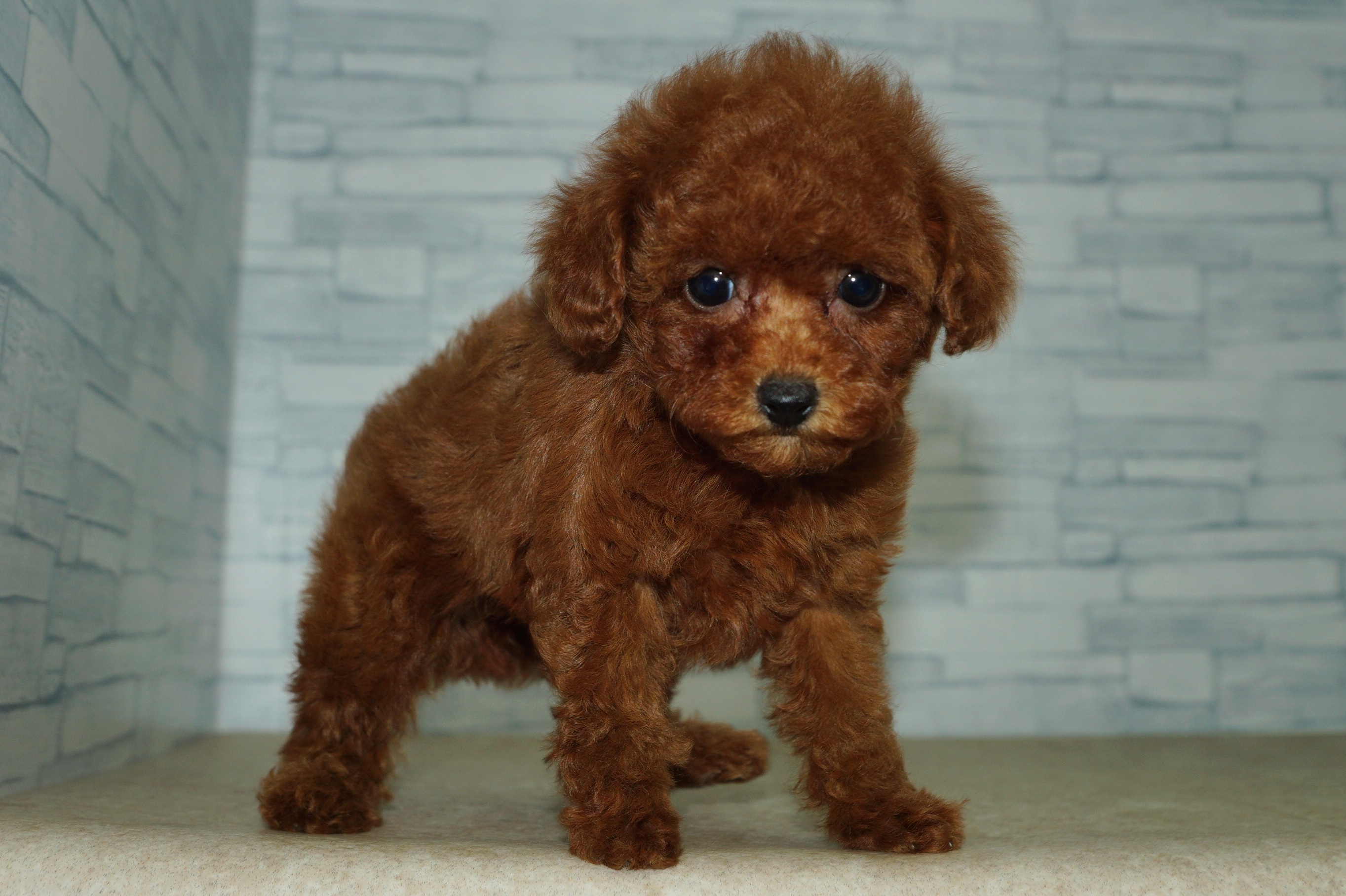 神奈川県のトイプードル(トイ) (きくちペット湘南平塚店/2025年10月11日生まれ/女の子/レッド)の子犬の3枚目の画像