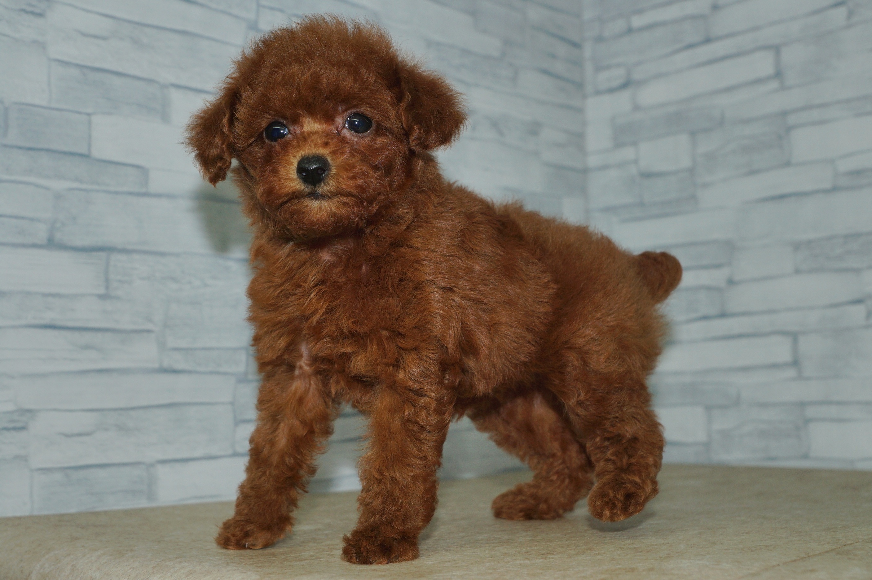 神奈川県のトイプードル(トイ) (きくちペット湘南平塚店/2025年10月11日生まれ/女の子/レッド)の子犬の2枚目の画像