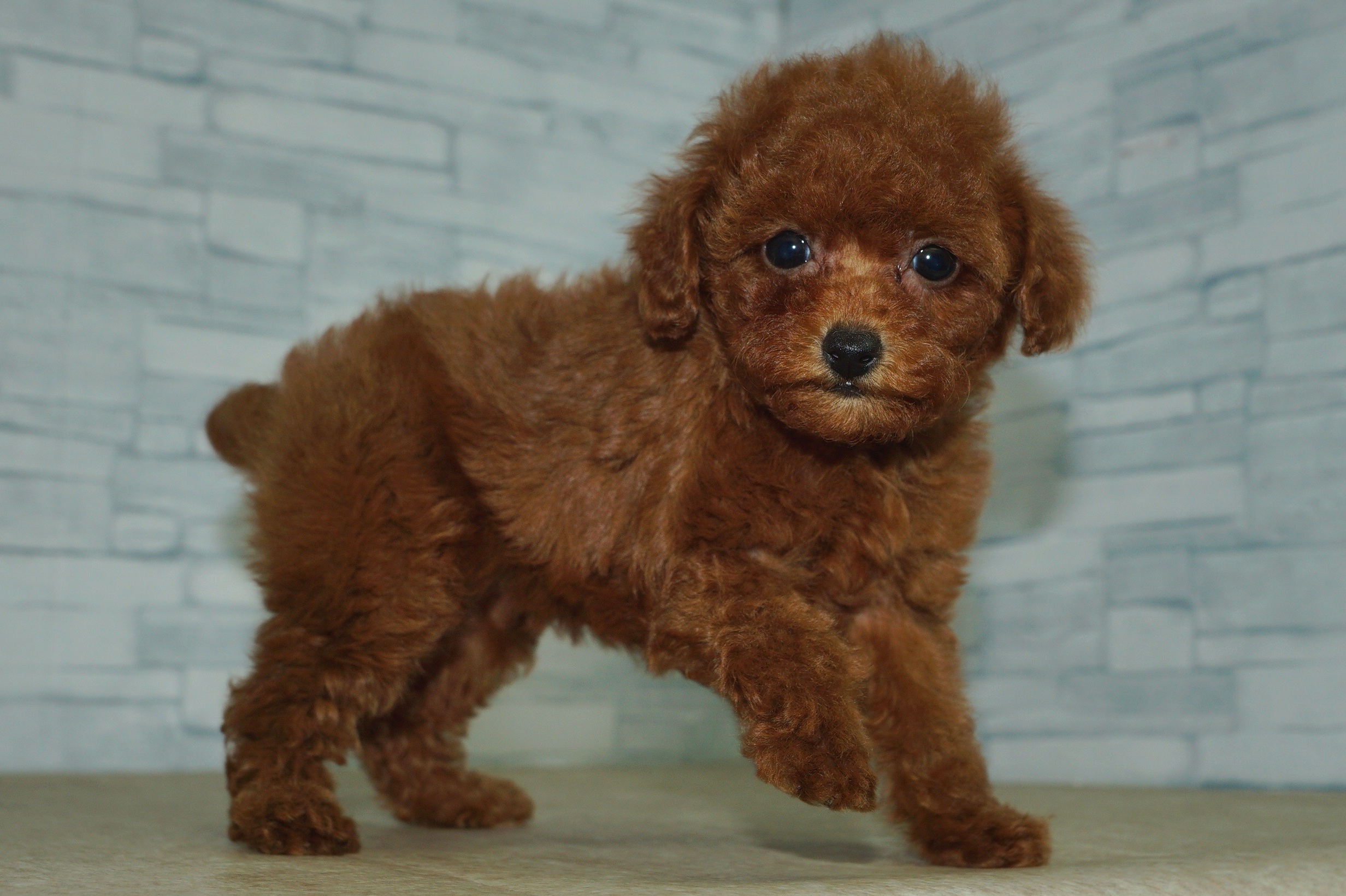 神奈川県のトイプードル(トイ) (きくちペット湘南平塚店/2025年10月11日生まれ/女の子/レッド)の子犬の4枚目の画像