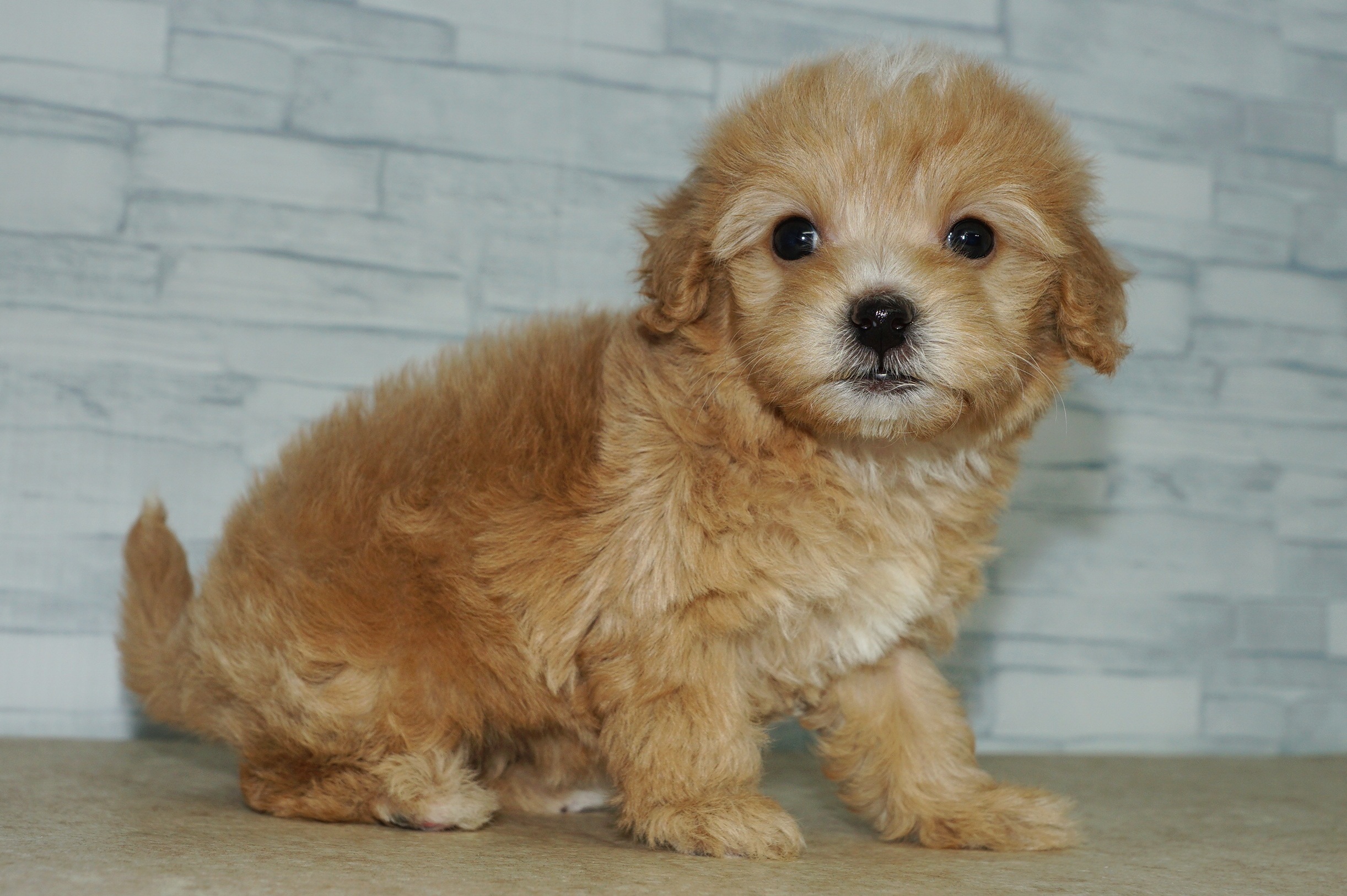 神奈川県のマルプー(マルチーズ×プードル) (きくちペット湘南平塚店/2025年10月12日生まれ/女の子/アプリコット)の子犬の2枚目の画像