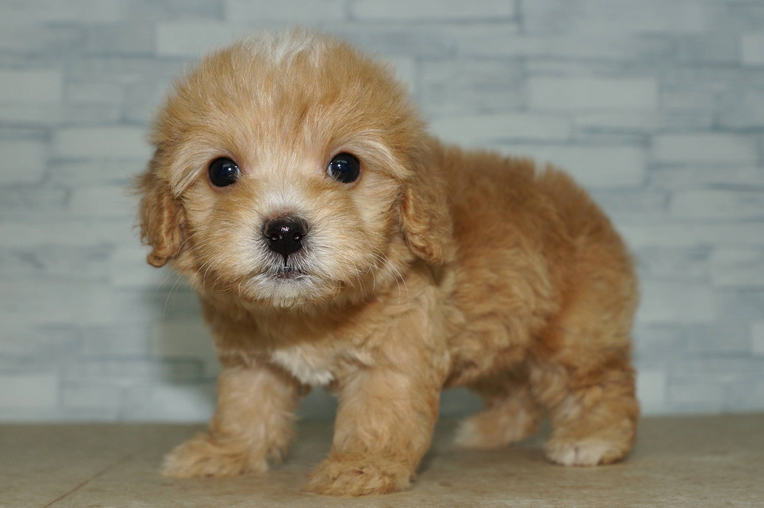 神奈川県のマルプー(マルチーズ×プードル) (きくちペット湘南平塚店/2025年10月12日生まれ/女の子/アプリコット)の子犬の3枚目の画像