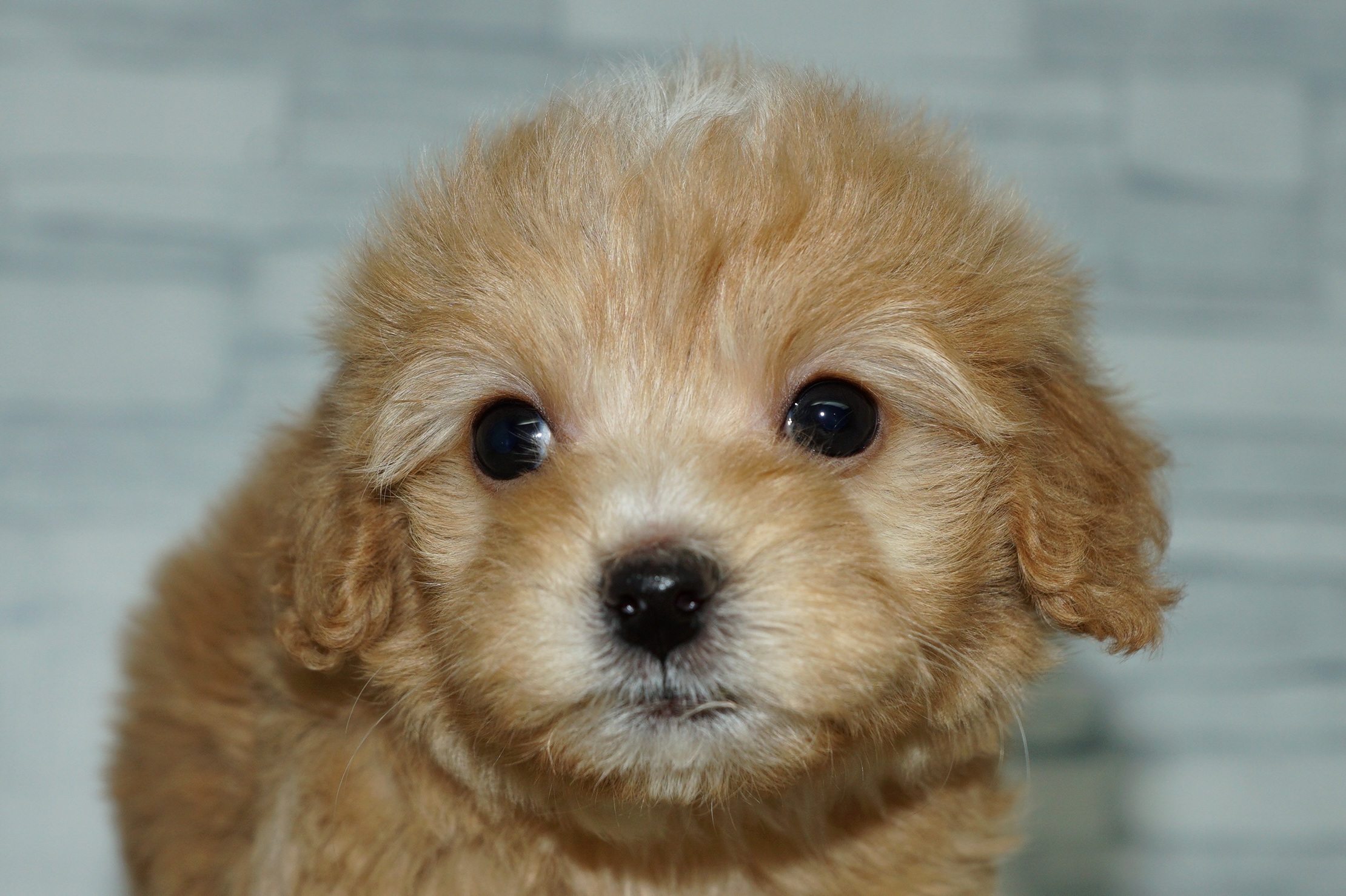 神奈川県のマルプー(マルチーズ×プードル) (きくちペット湘南平塚店/2025年10月12日生まれ/女の子/アプリコット)の子犬の1枚目の画像